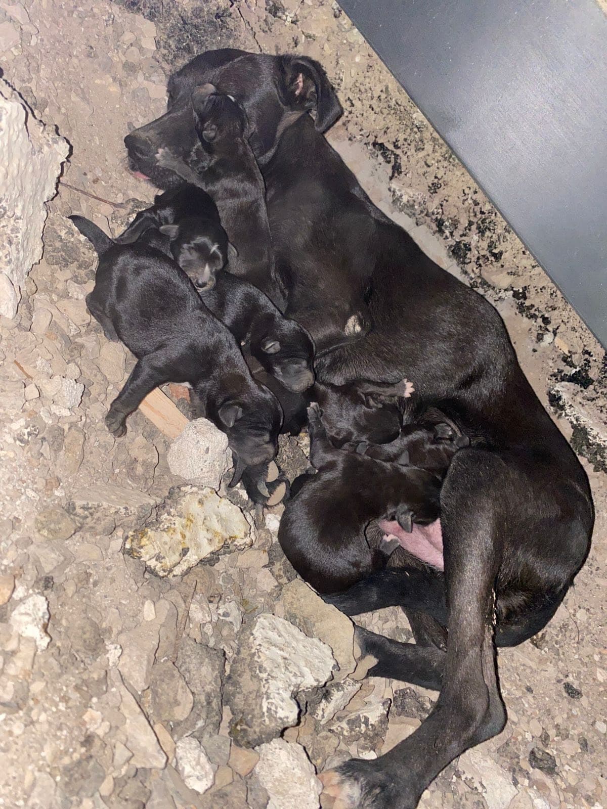 A rescued mother dog nursing her litter of puppies