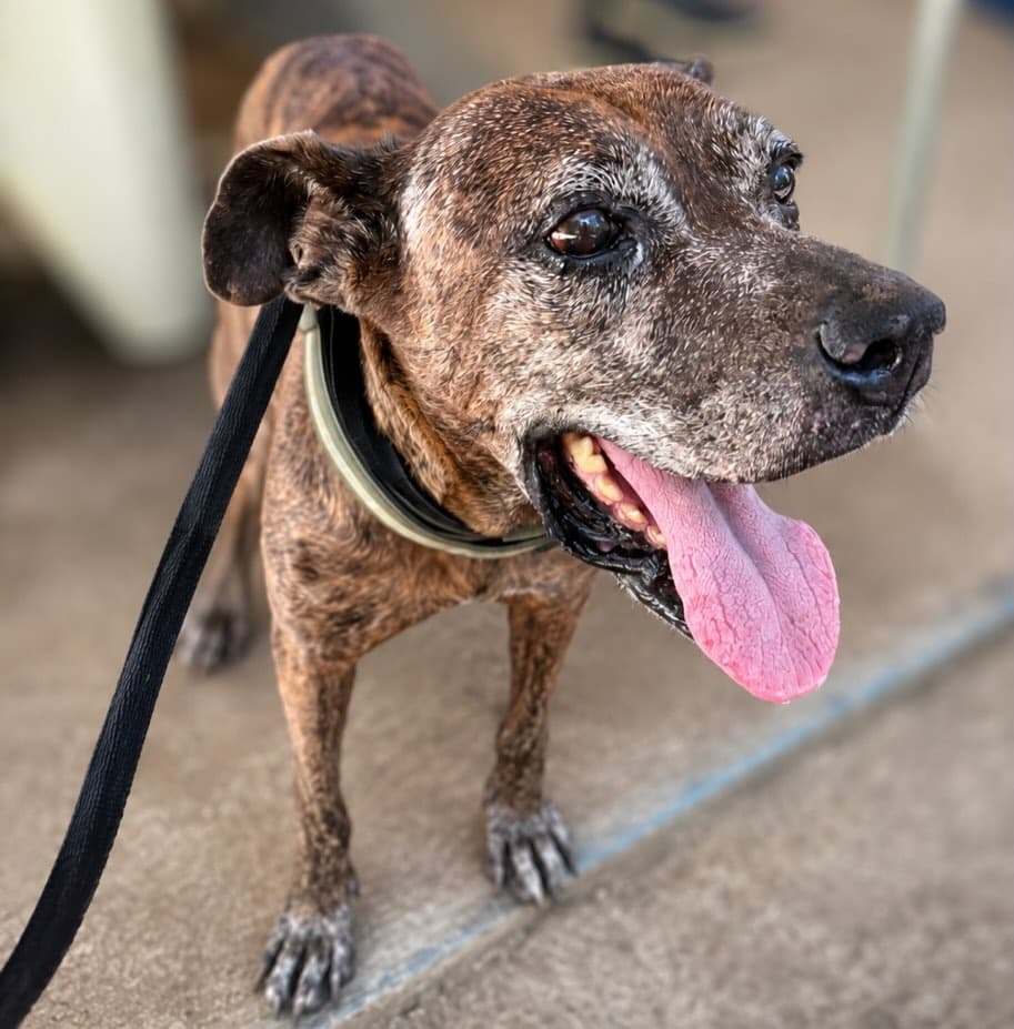 A happy senior rescue dog