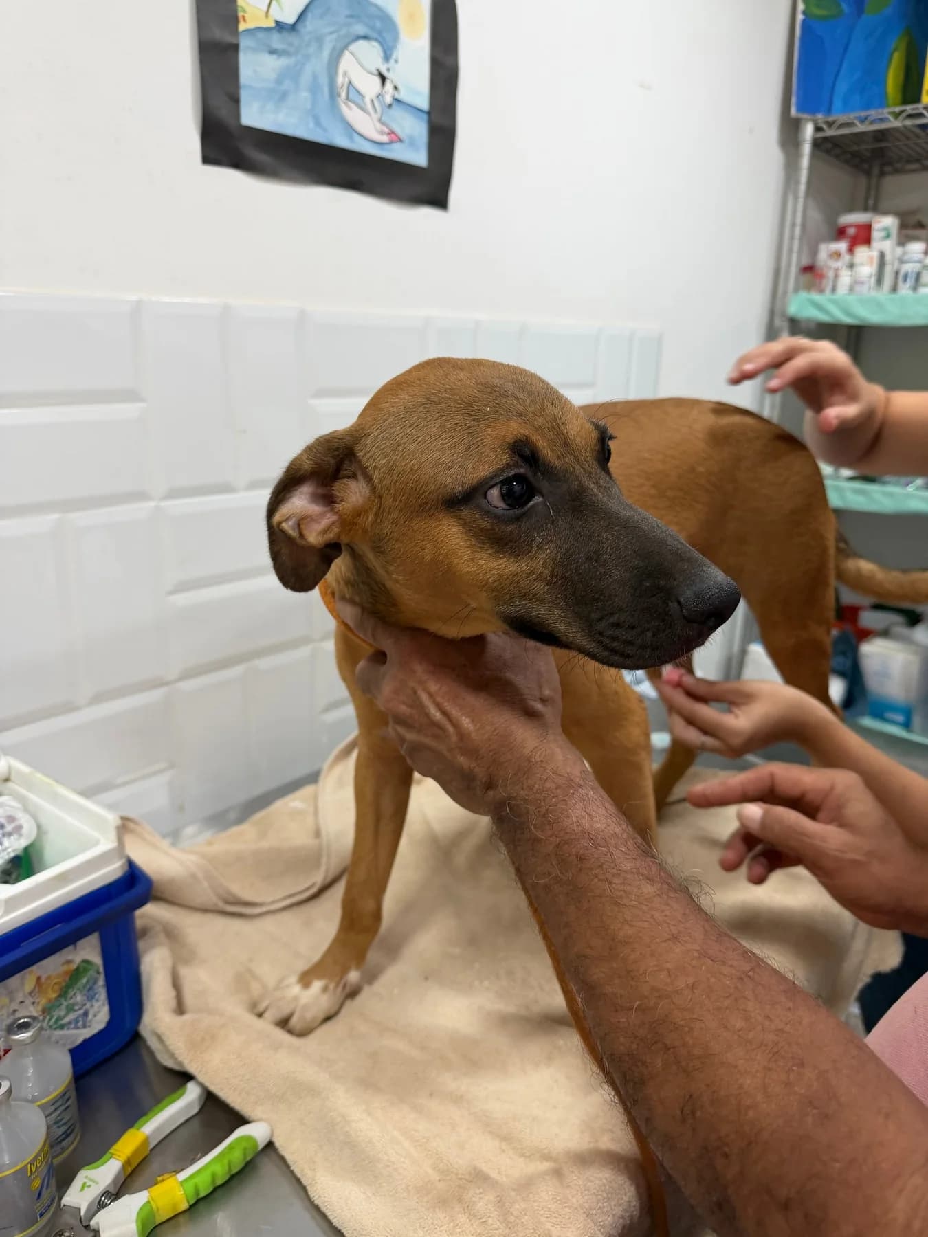 Molly, a dog at Halfway Home Animal Shelter