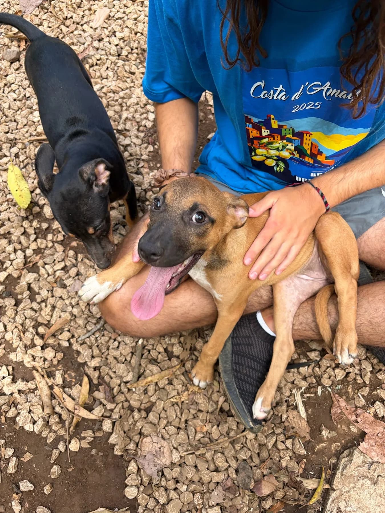 Molly, a dog at Halfway Home Animal Shelter