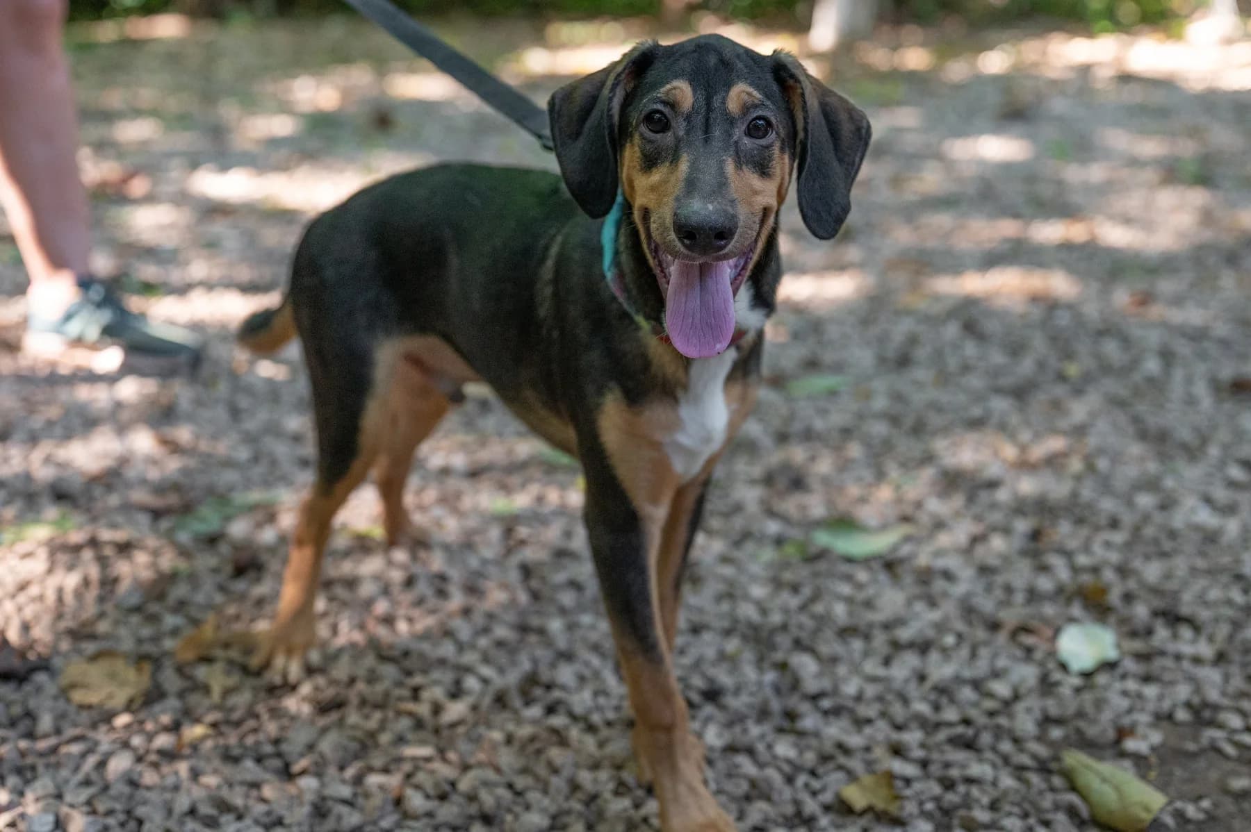 Hugo - Huacas, a dog at Halfway Home Animal Shelter