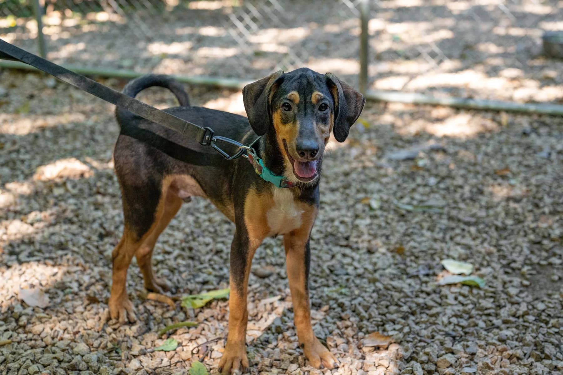 Hugo - Huacas, a dog at Halfway Home Animal Shelter