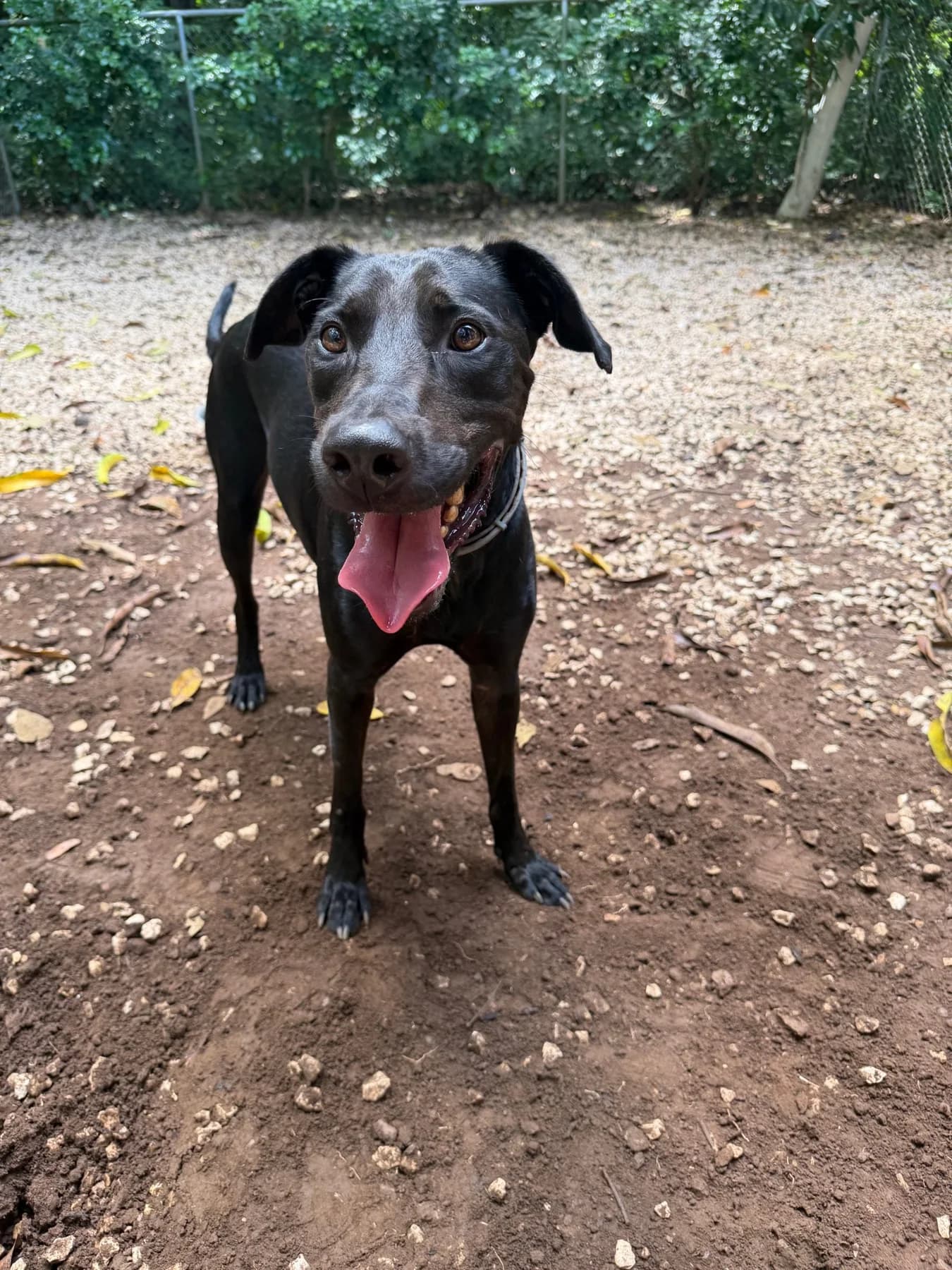 Shaq, a dog at Halfway Home Animal Shelter