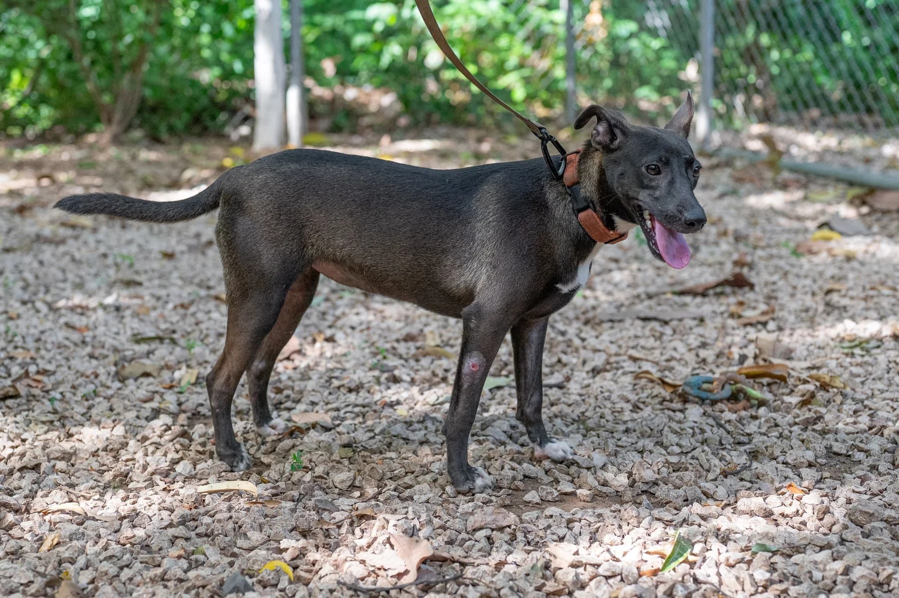 Minnie, a dog at Halfway Home Animal Shelter