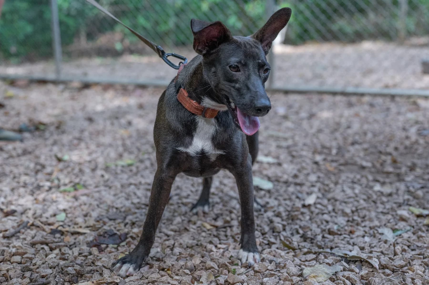 Minnie, a dog at Halfway Home Animal Shelter
