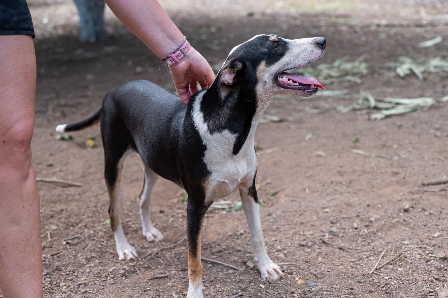 Pepper, a dog at Halfway Home Animal Shelter