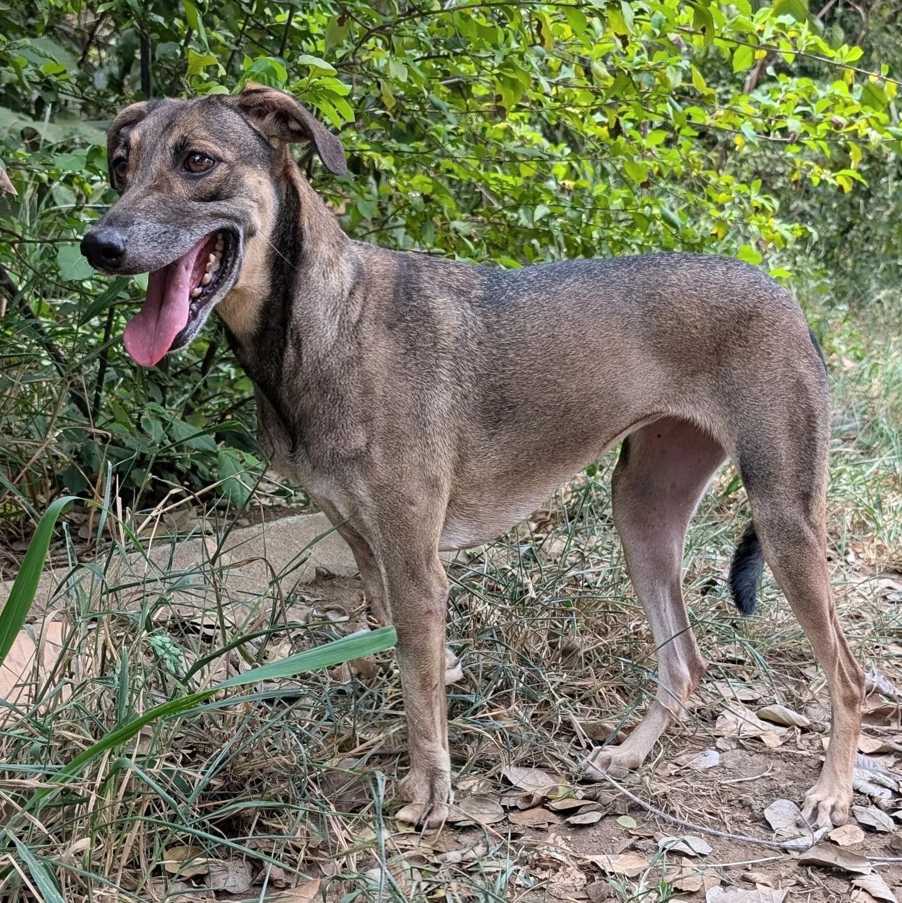 Grace, a dog at Halfway Home Animal Shelter