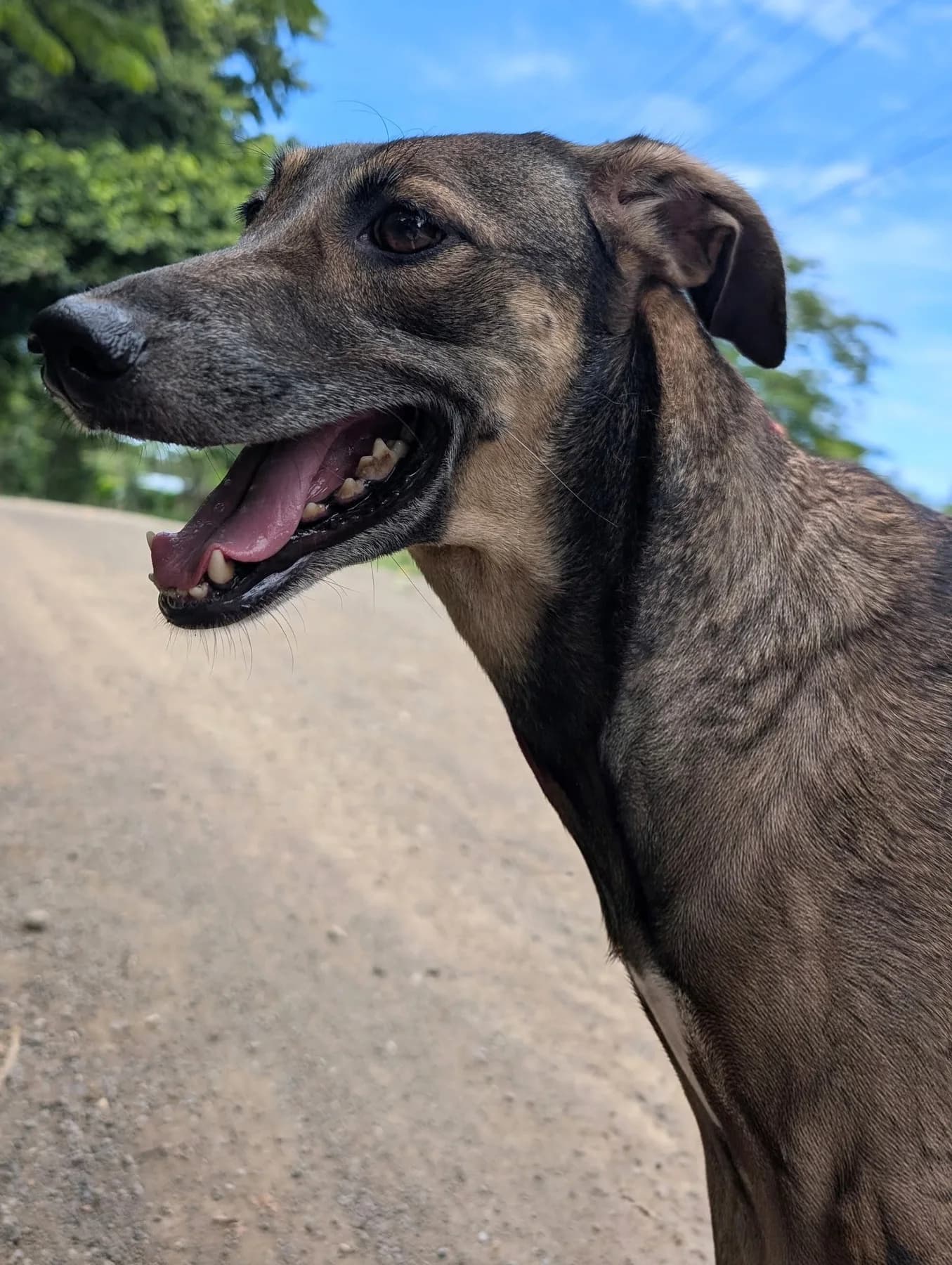 Grace, a dog at Halfway Home Animal Shelter