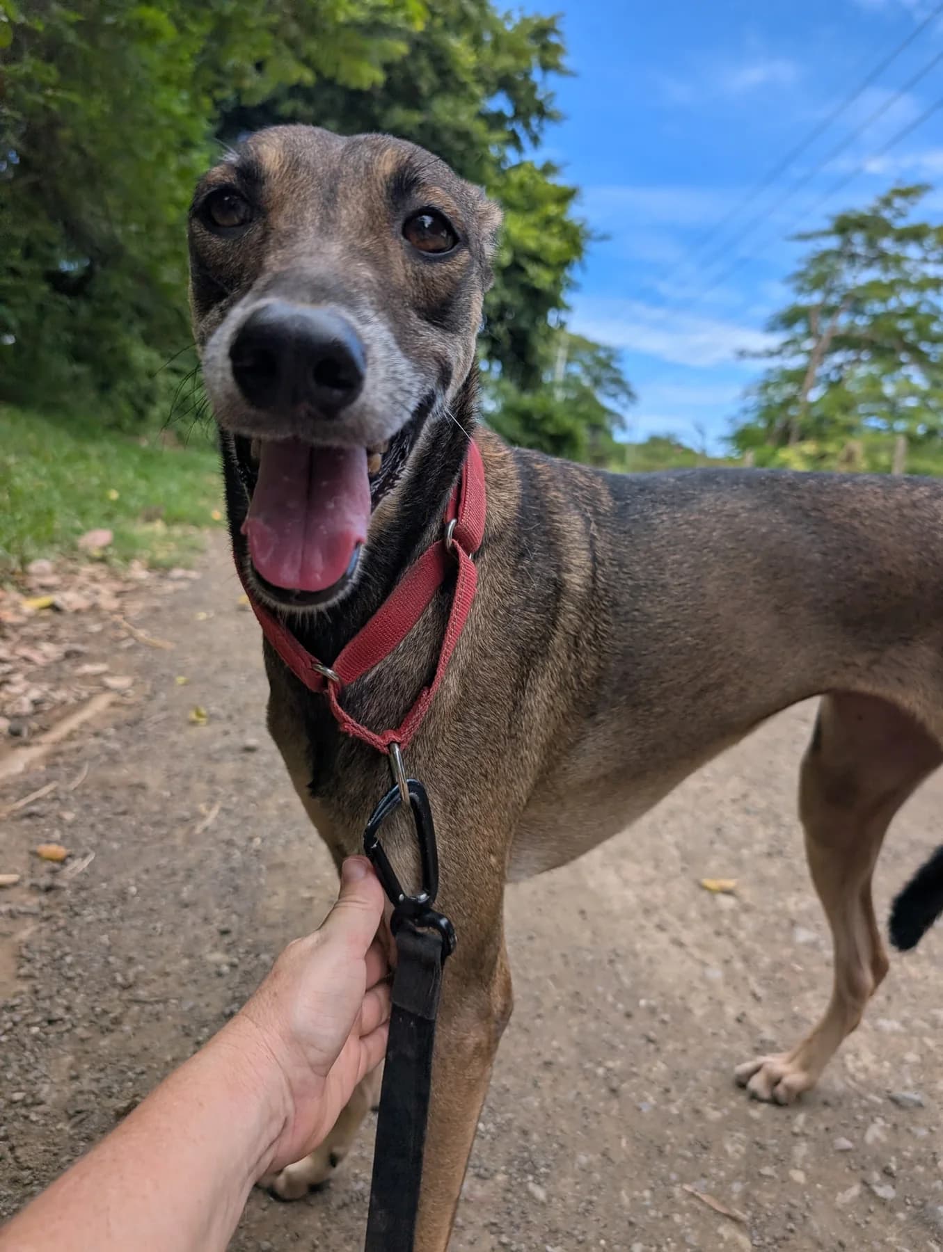 Grace, a dog at Halfway Home Animal Shelter