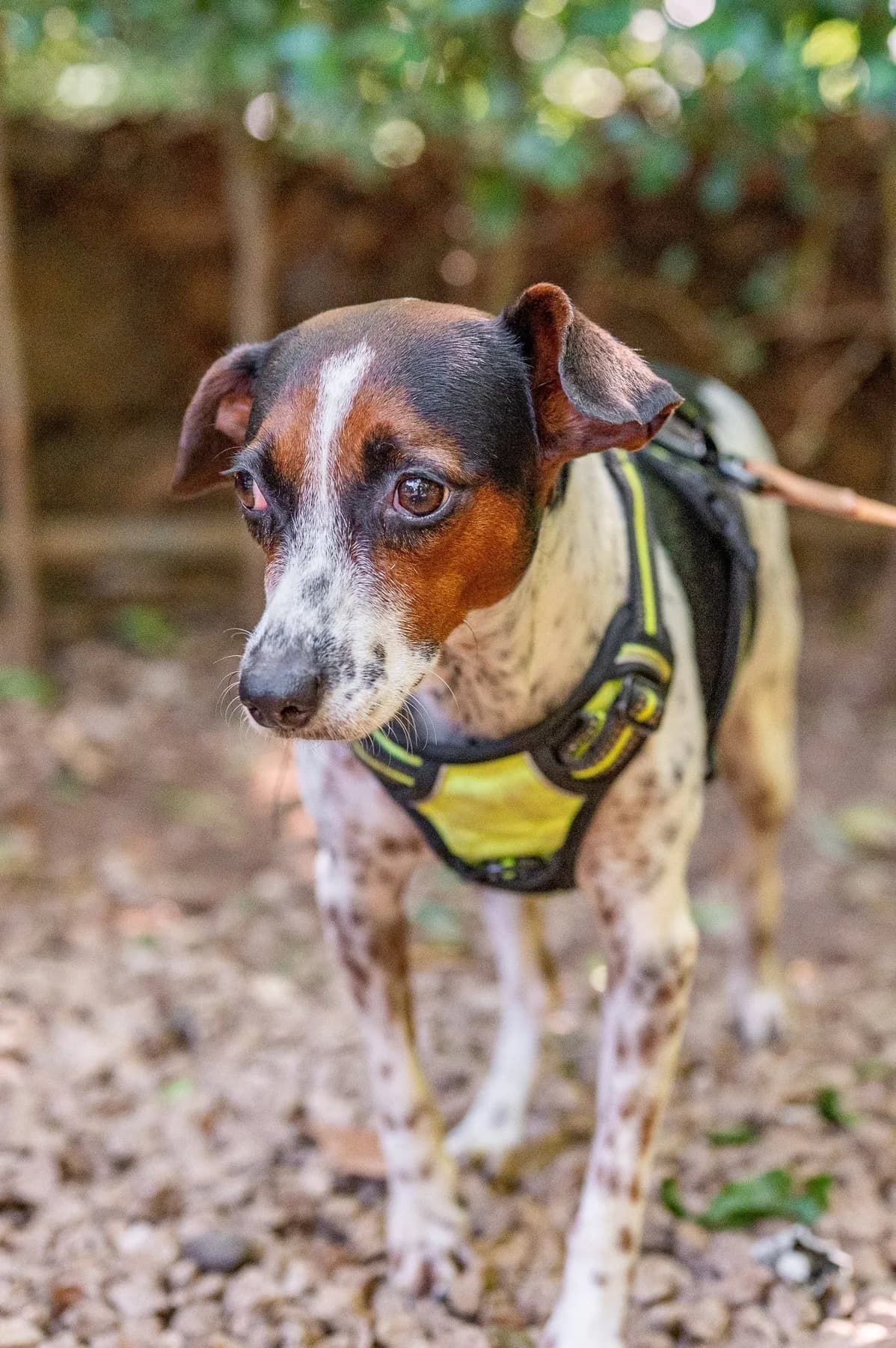 Kadie, a dog at Halfway Home Animal Shelter