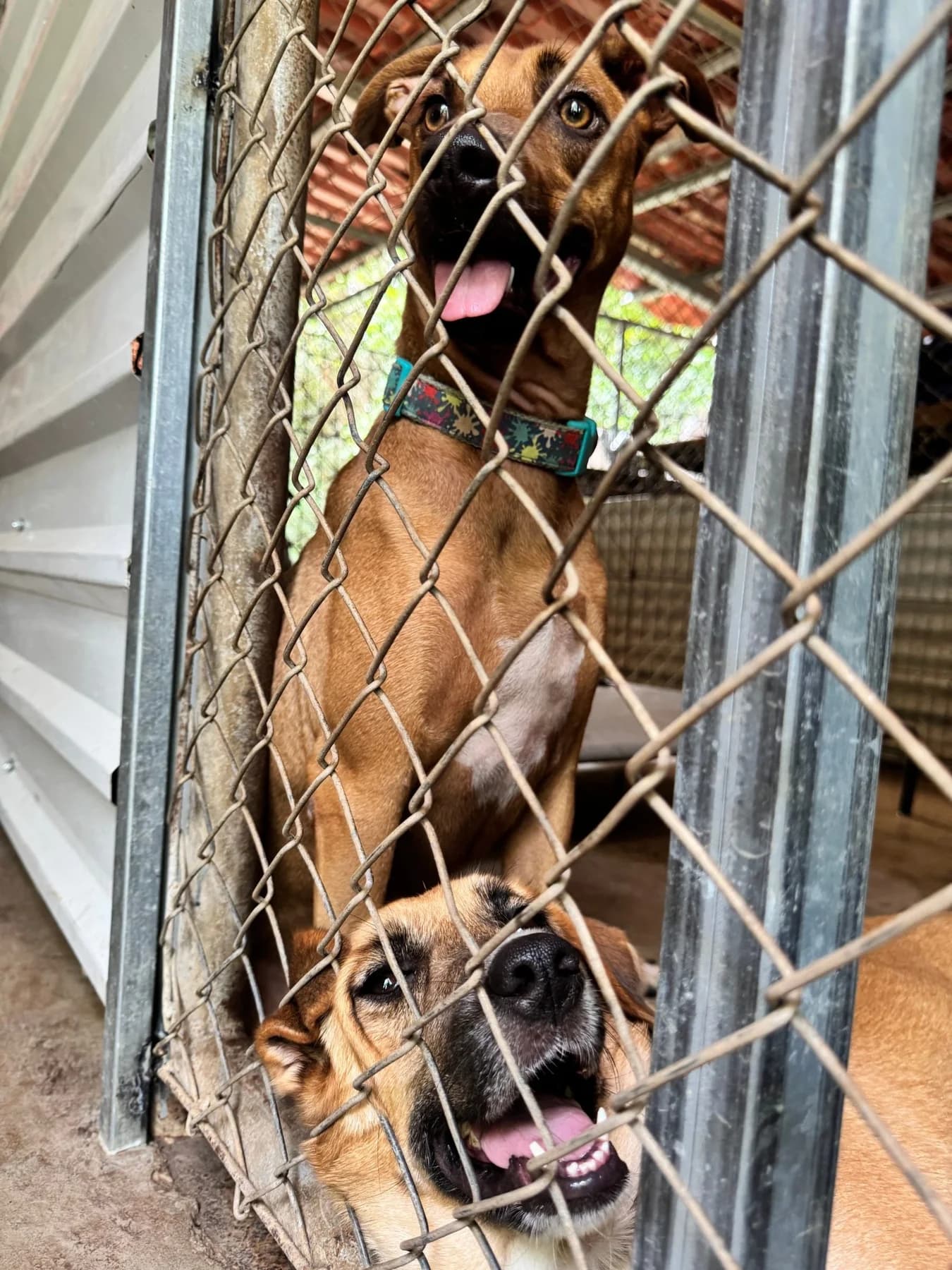 Rocky, a dog at Halfway Home Animal Shelter