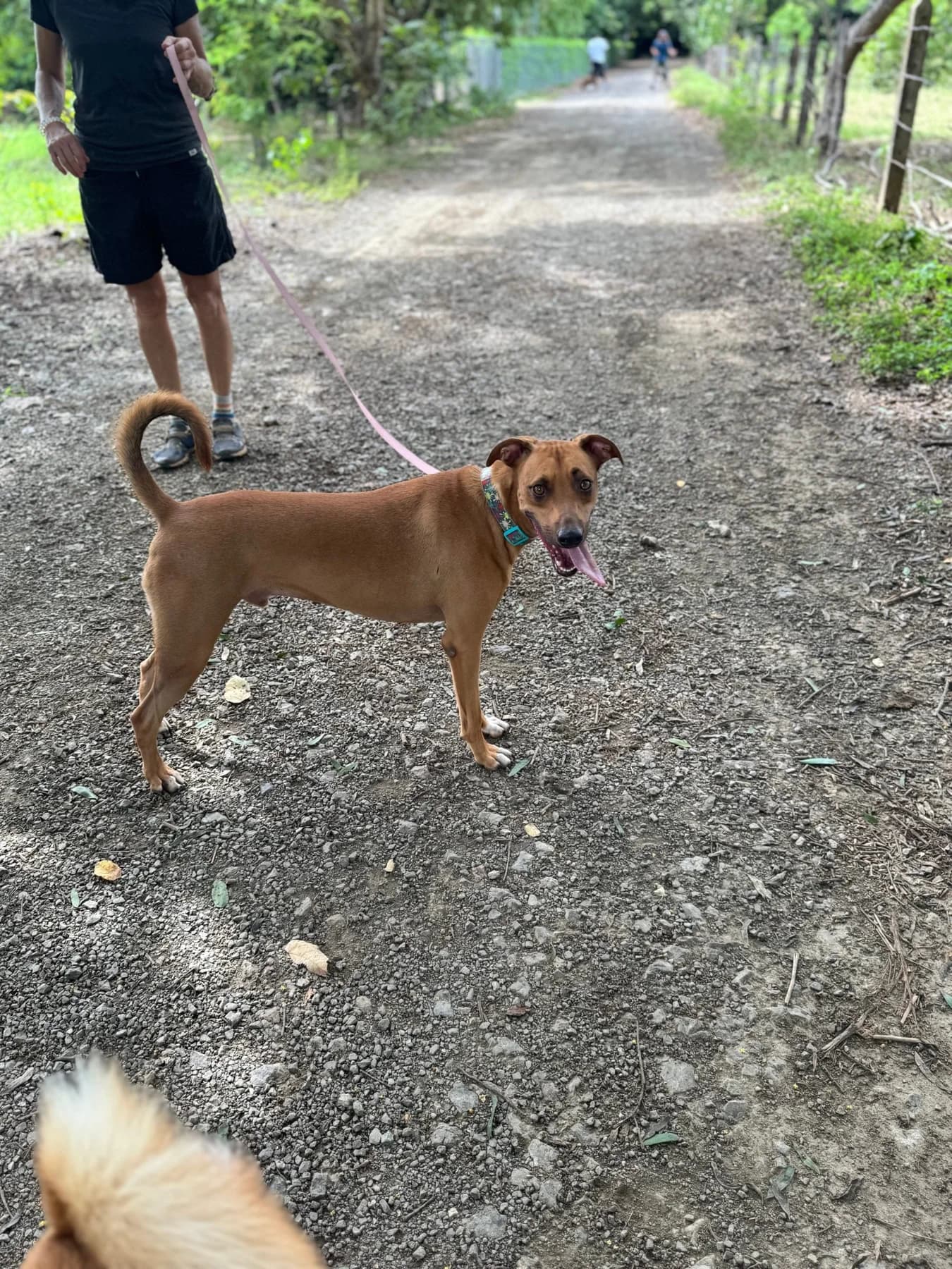 Rocky, a dog at Halfway Home Animal Shelter