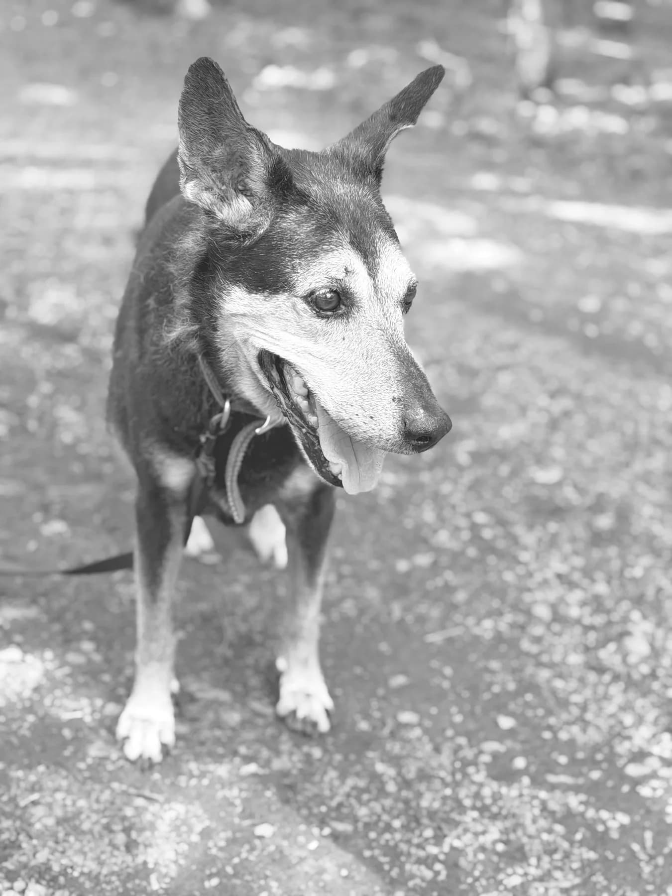 Nono, a dog at Halfway Home Animal Shelter