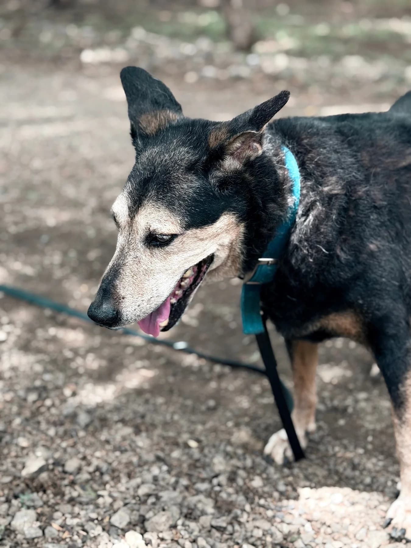 Nono, a dog at Halfway Home Animal Shelter