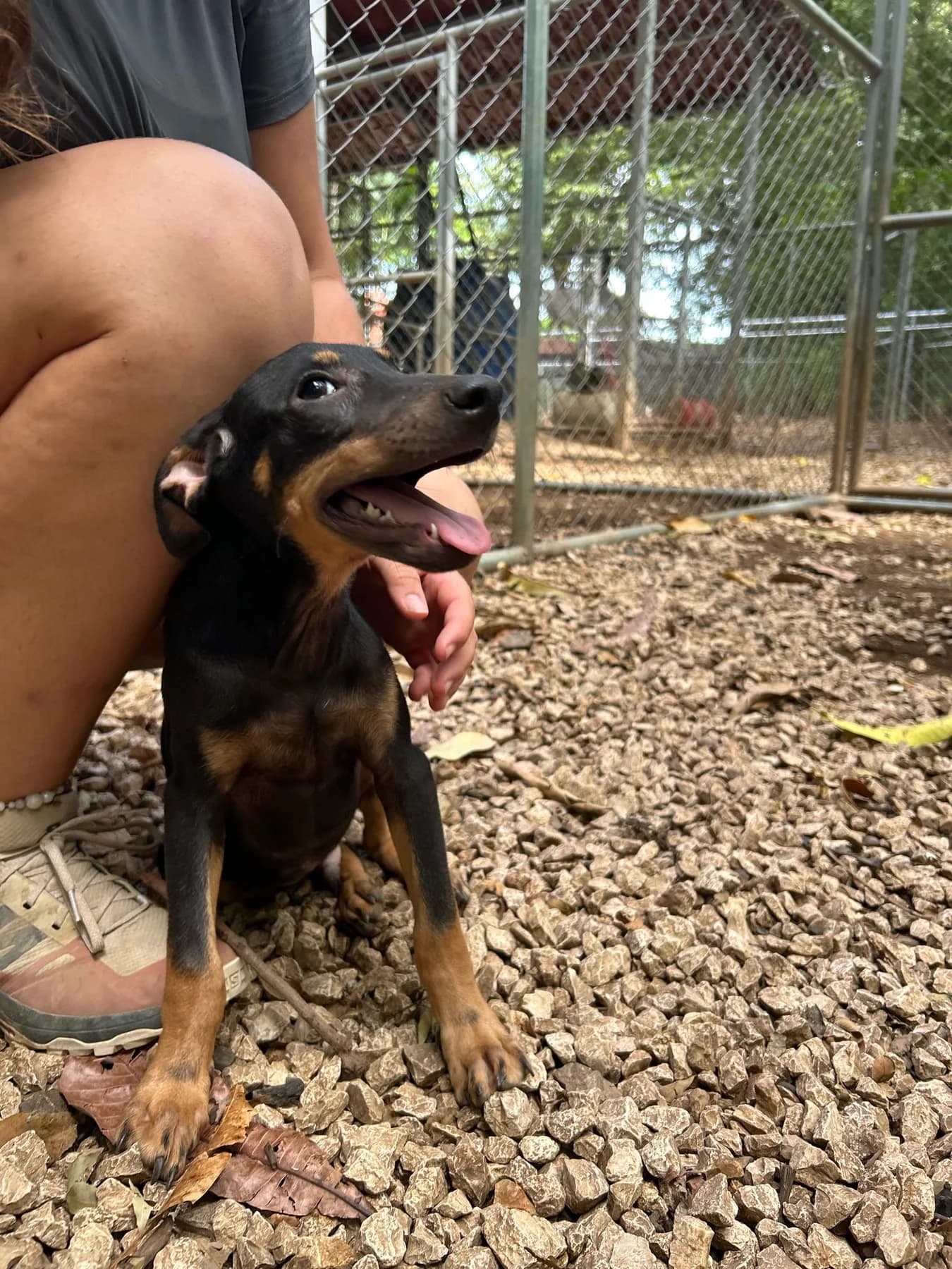 Carlos, a dog at Halfway Home Animal Shelter