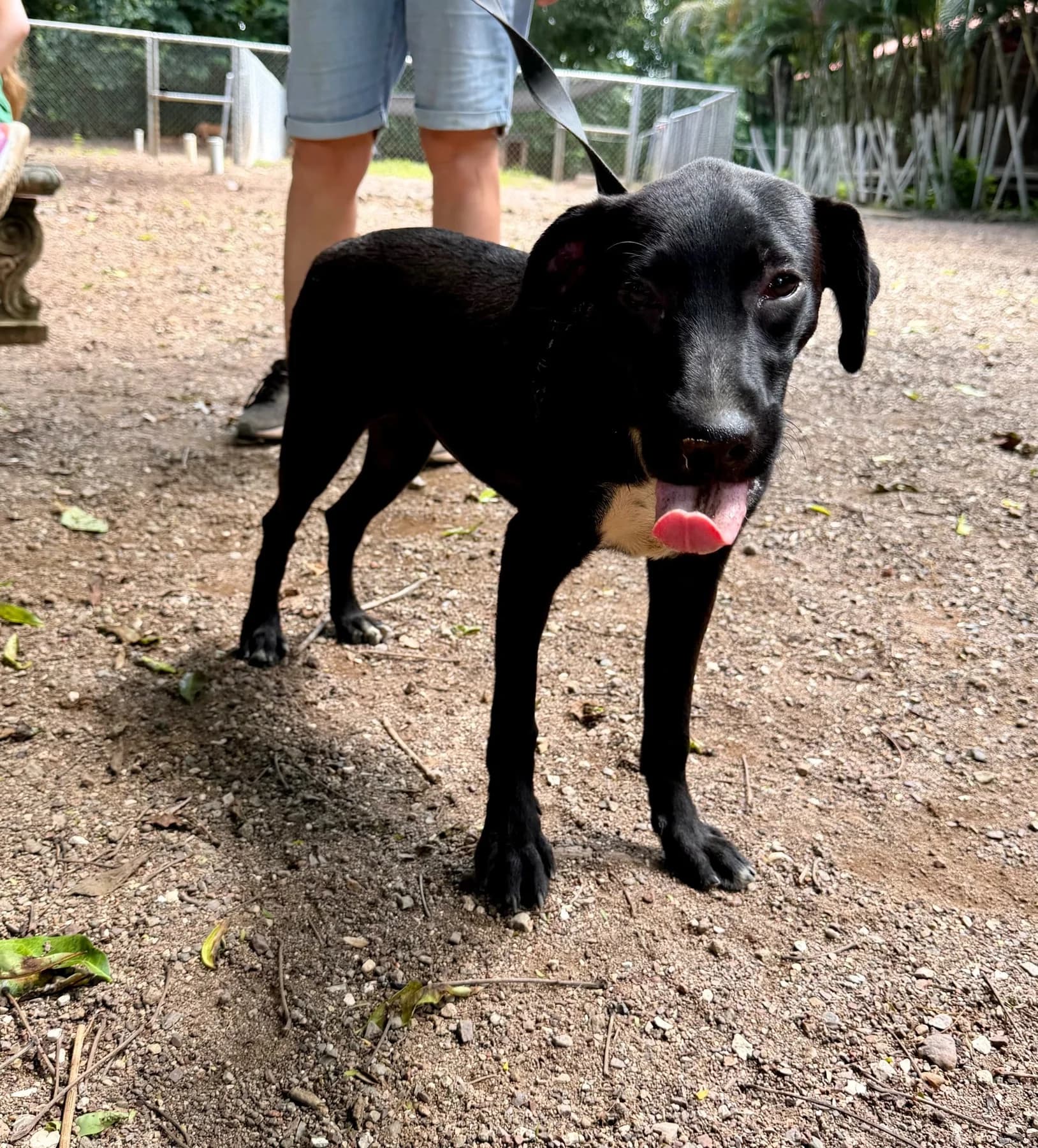 Avenger - Carol, a dog at Halfway Home Animal Shelter