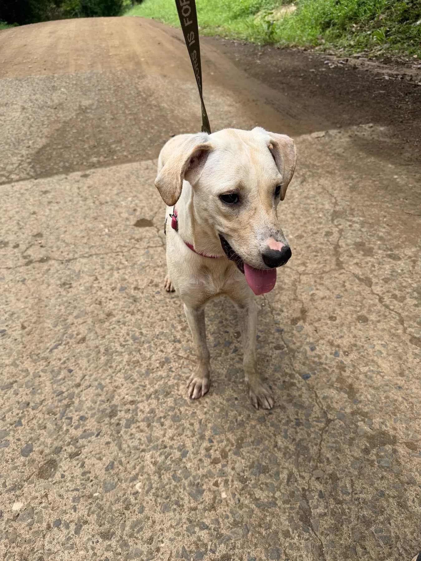 Cloud, a dog at Halfway Home Animal Shelter