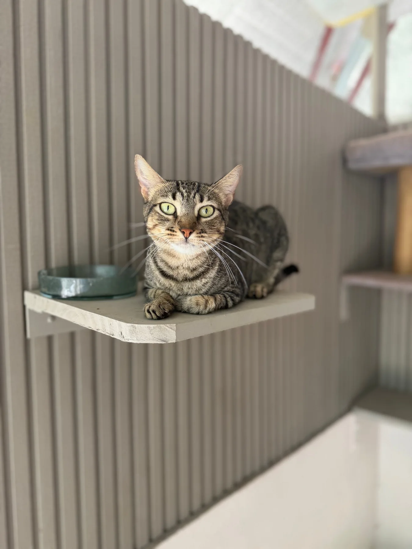Nebula, a cat at Halfway Home Animal Shelter