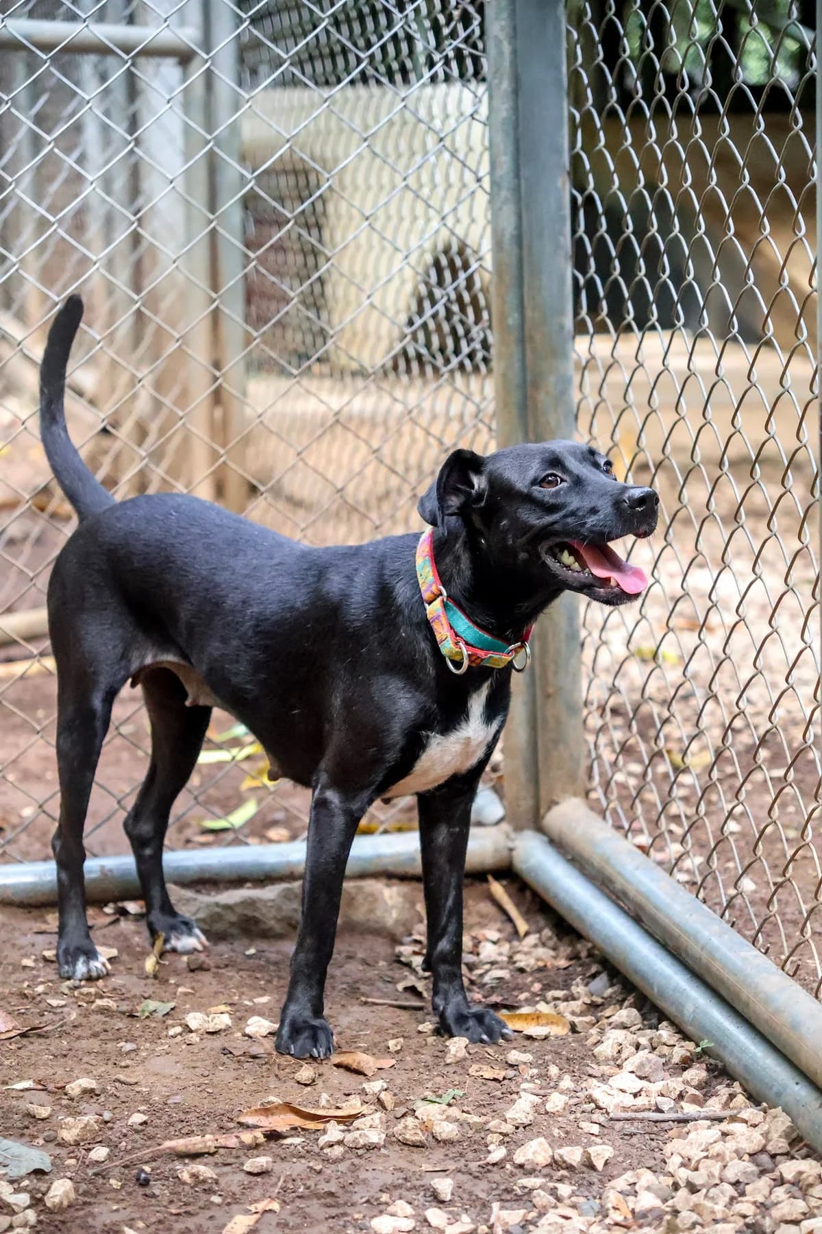 Gaia, a dog at Halfway Home Animal Shelter