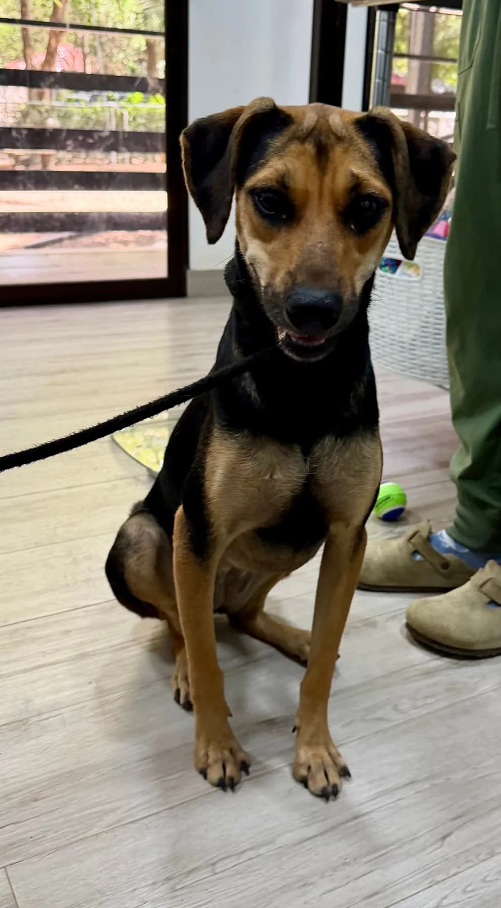 Ester, a dog at Halfway Home Animal Shelter