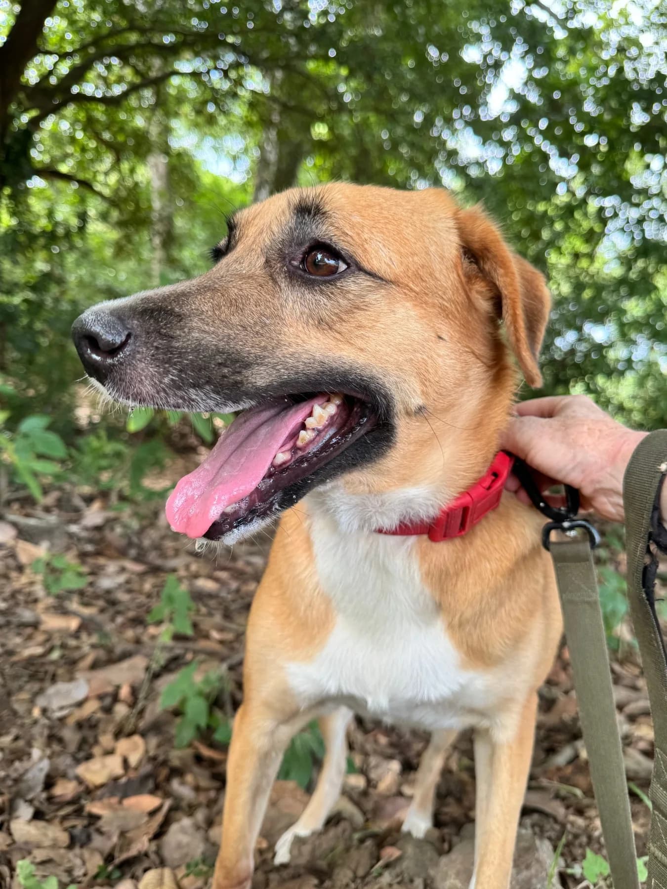 Kelea, a dog at Halfway Home Animal Shelter