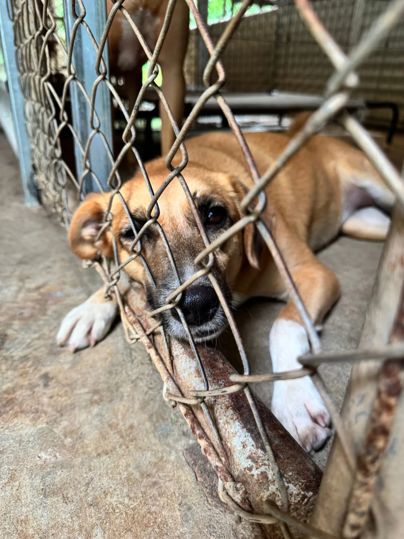 Kelea, a dog at Halfway Home Animal Shelter