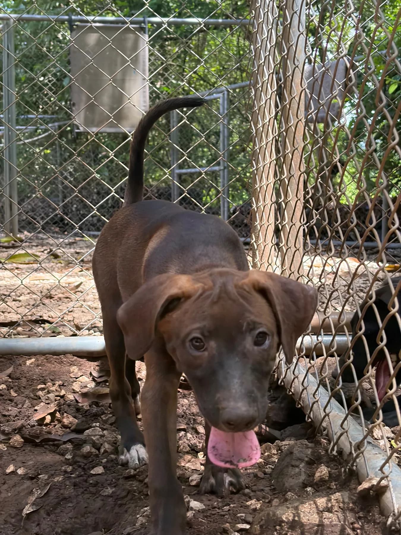 Avenger 3, a dog at Halfway Home Animal Shelter