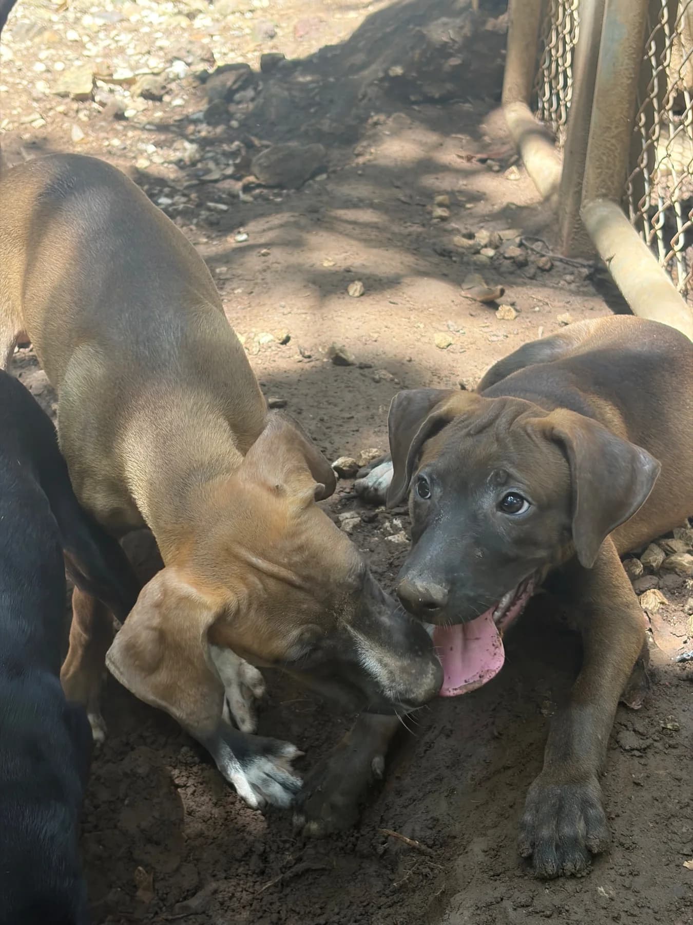 Avenger -Thor, a dog at Halfway Home Animal Shelter