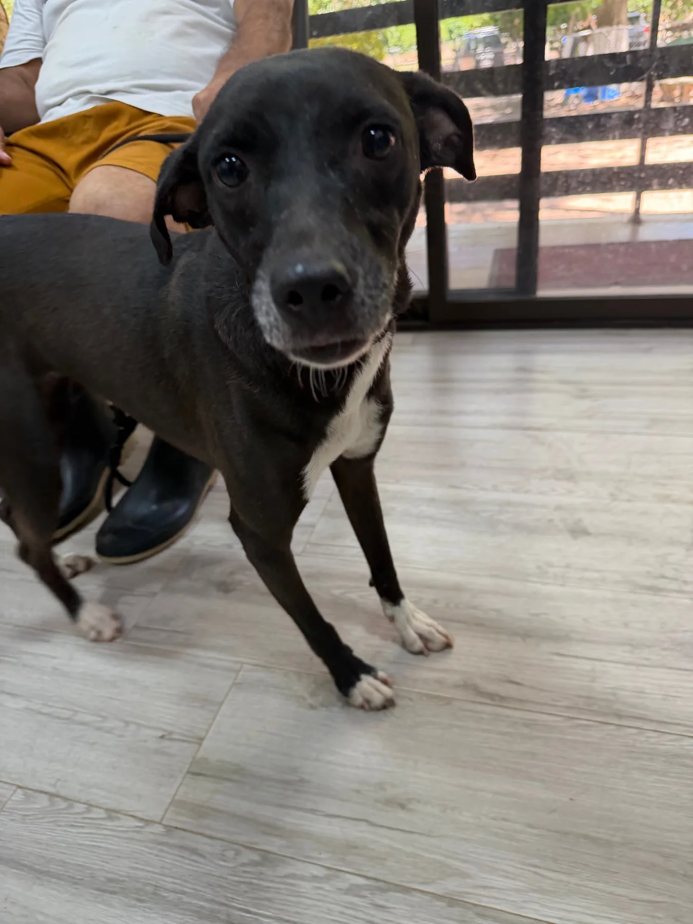 Bonbon, a dog at Halfway Home Animal Shelter