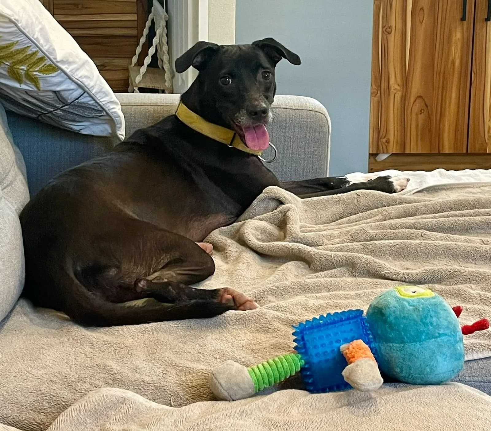 Bonbon, a dog at Halfway Home Animal Shelter