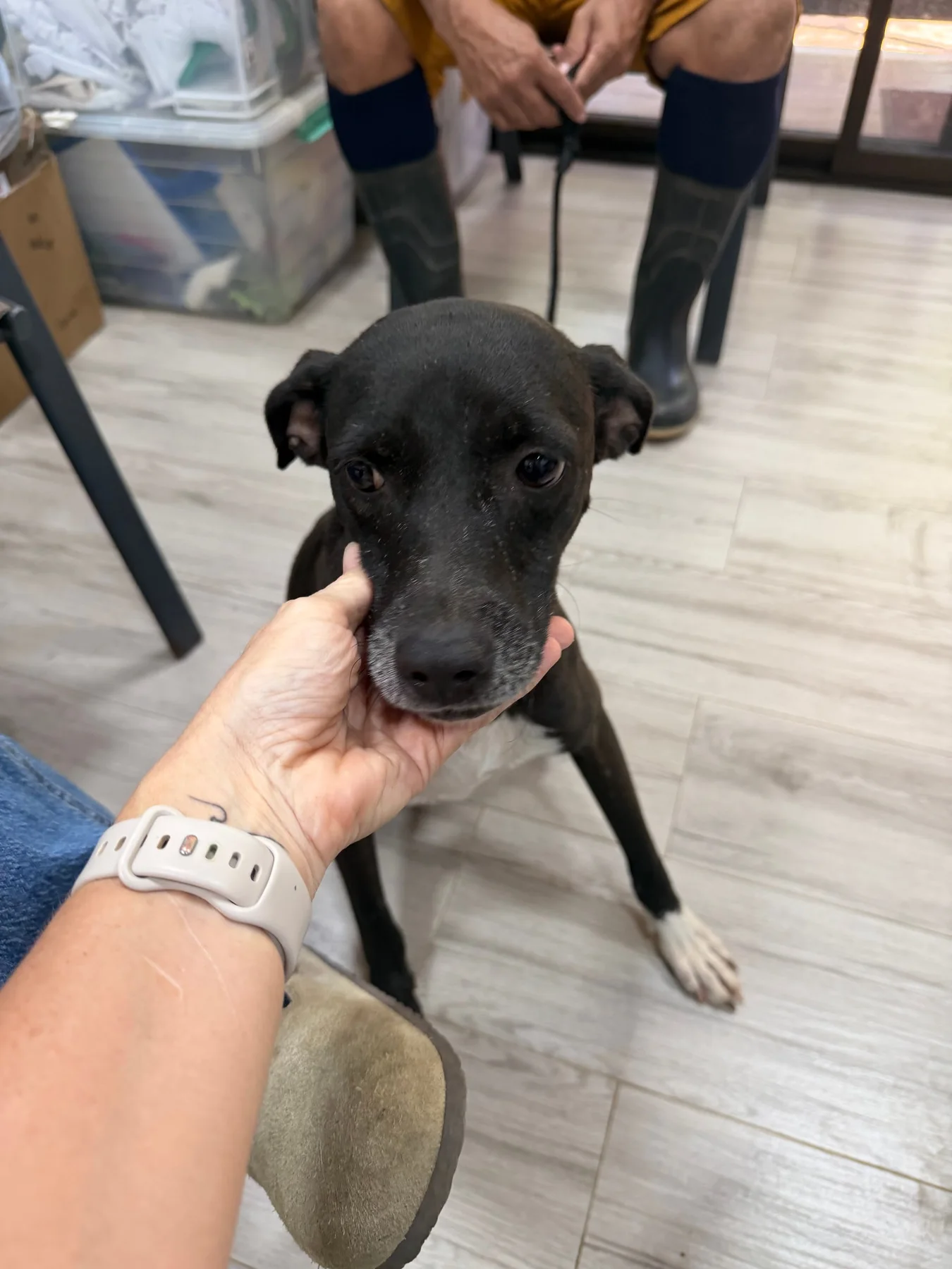Bonbon, a dog at Halfway Home Animal Shelter