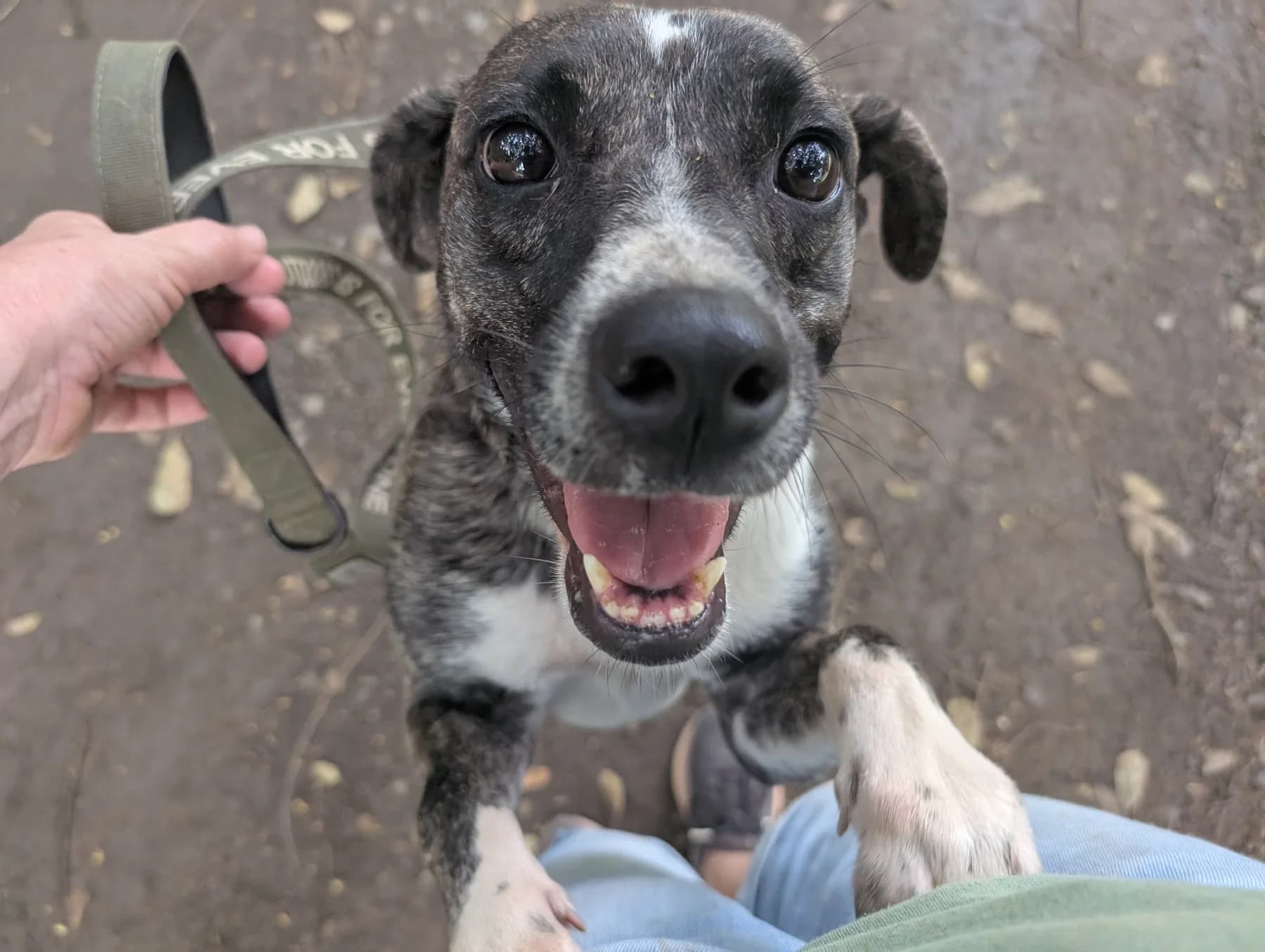 Baguette, a dog at Halfway Home Animal Shelter