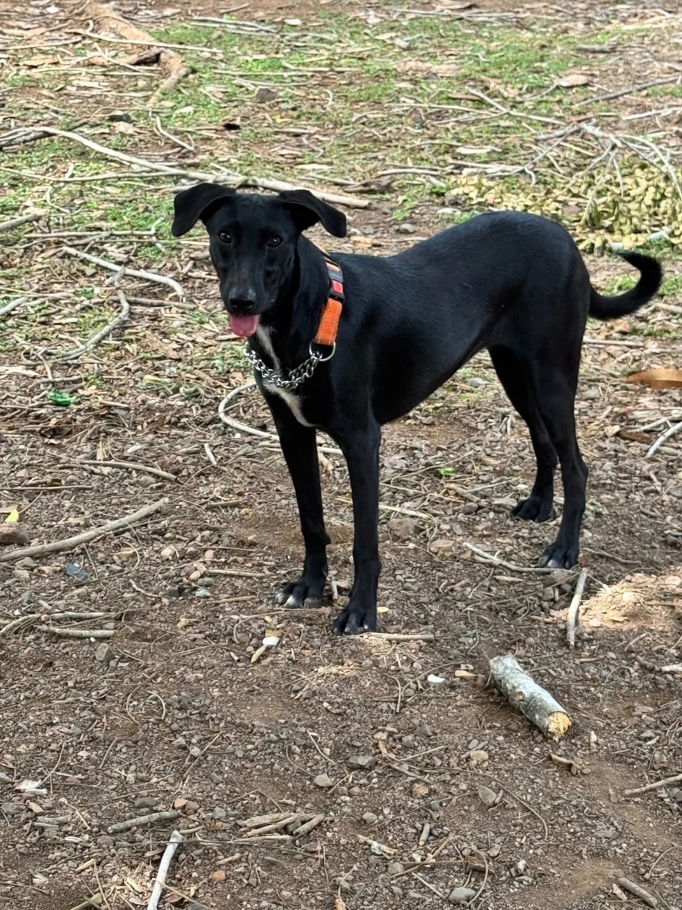 Simona, a dog at Halfway Home Animal Shelter