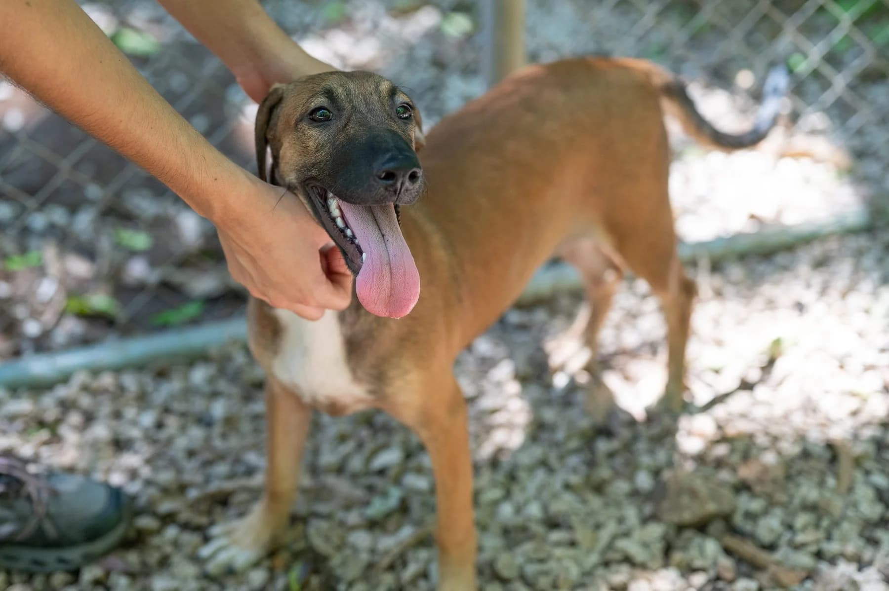 Ana, a dog at Halfway Home Animal Shelter
