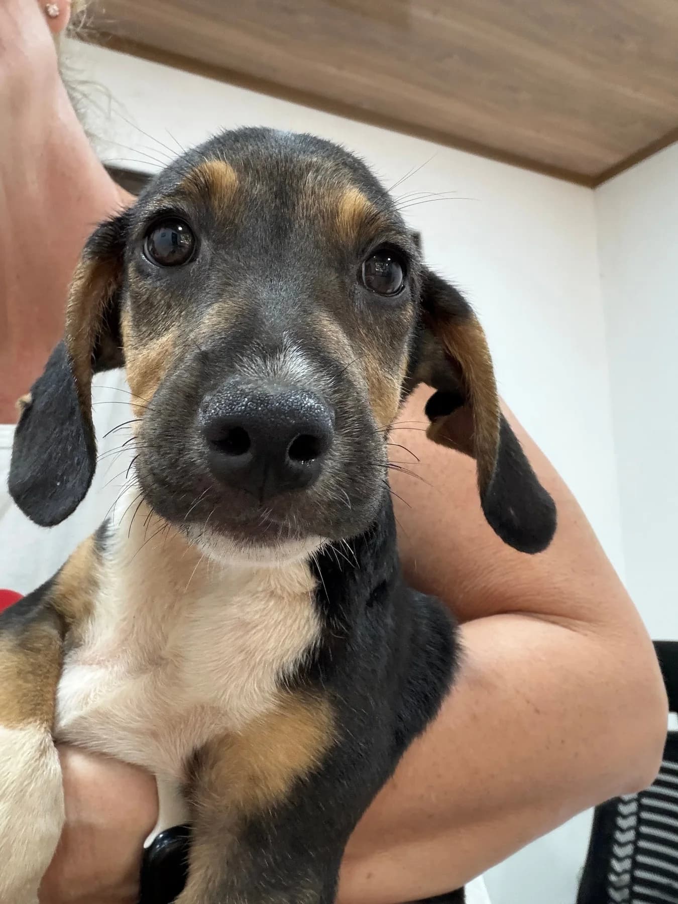 Princessa Litter, a dog at Halfway Home Animal Shelter