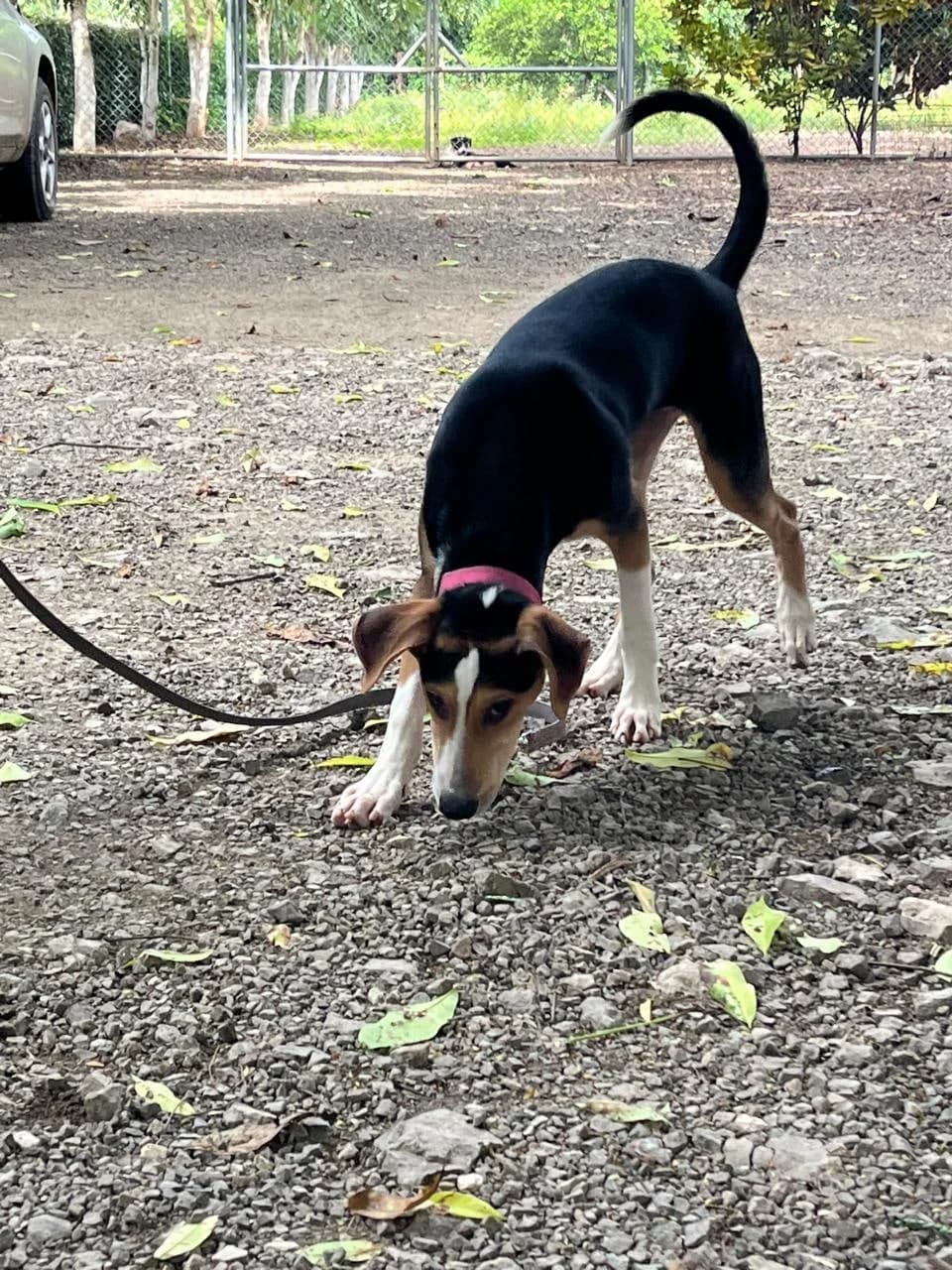 Keilin - Poppy, a dog at Halfway Home Animal Shelter