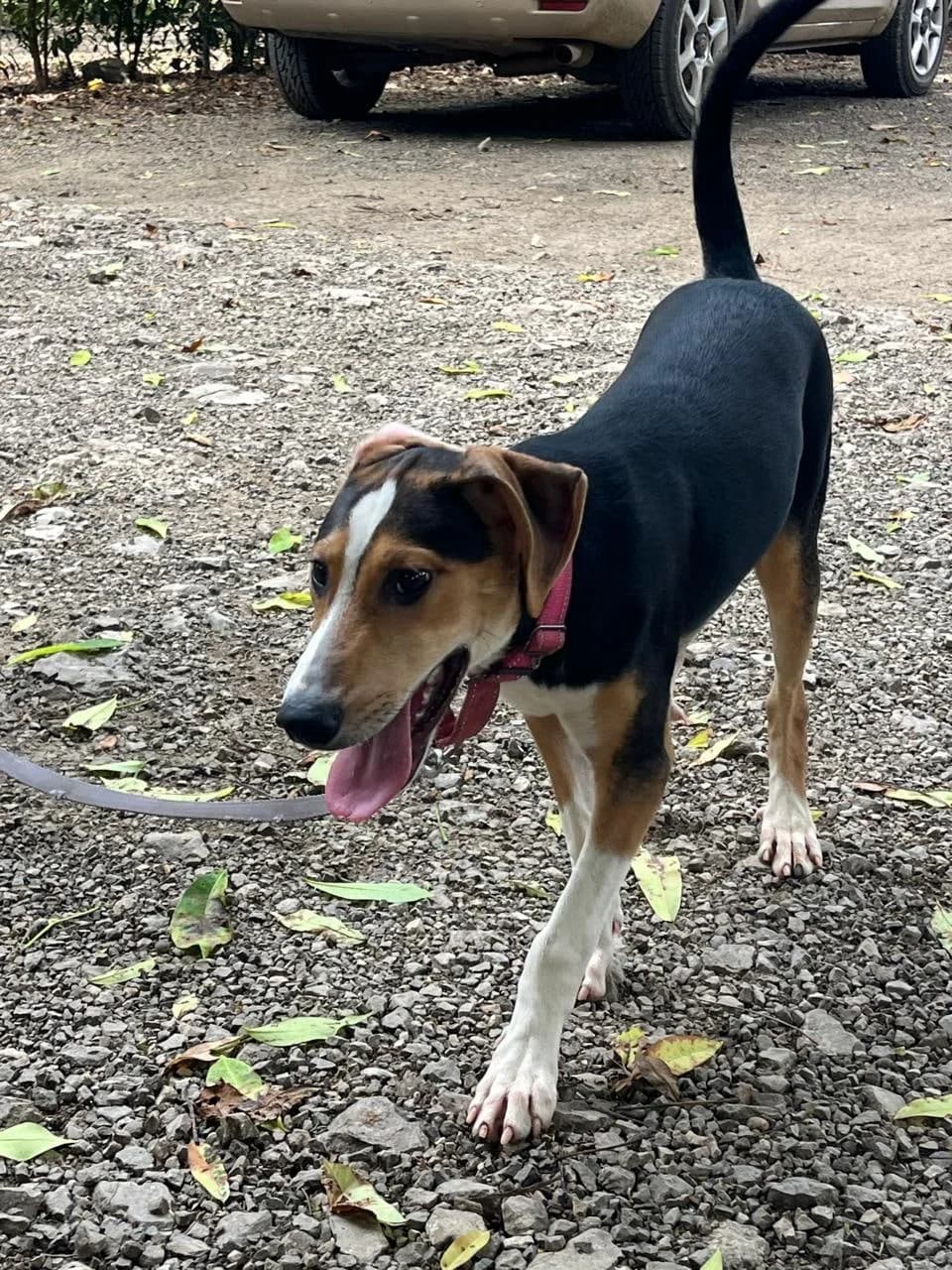 Keilin - Poppy, a dog at Halfway Home Animal Shelter