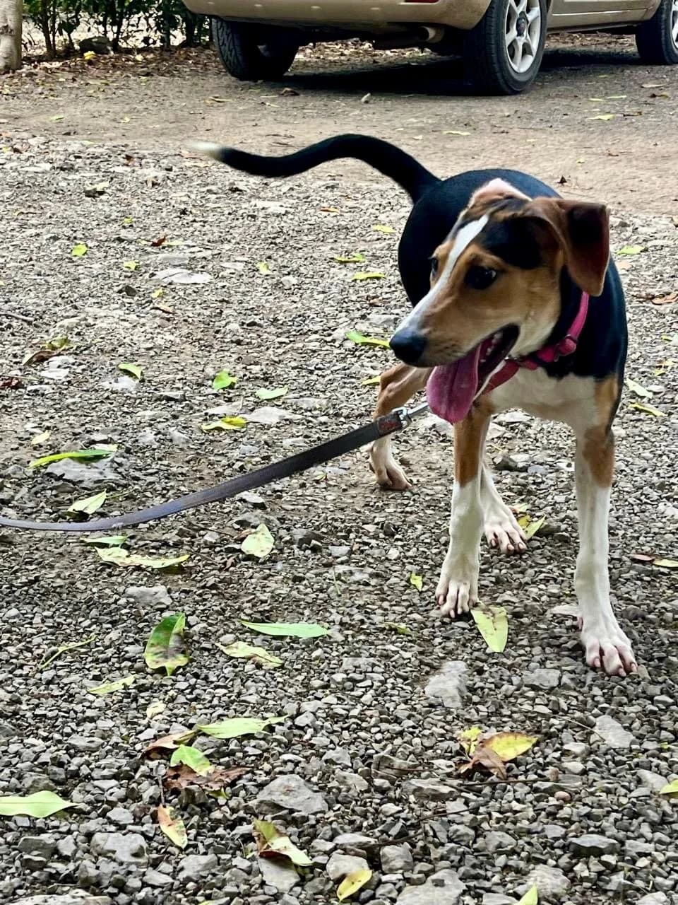 Keilin - Poppy, a dog at Halfway Home Animal Shelter