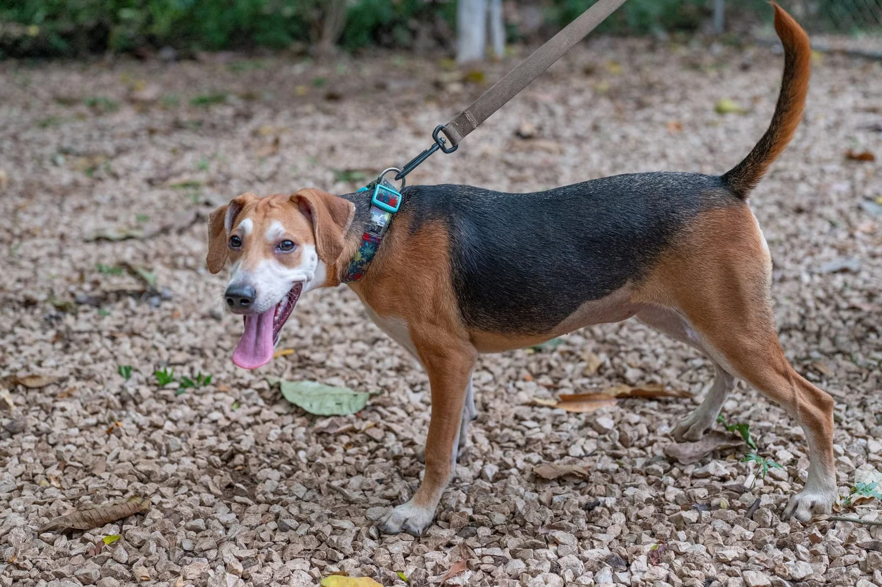 Jose - Huacas, a dog at Halfway Home Animal Shelter
