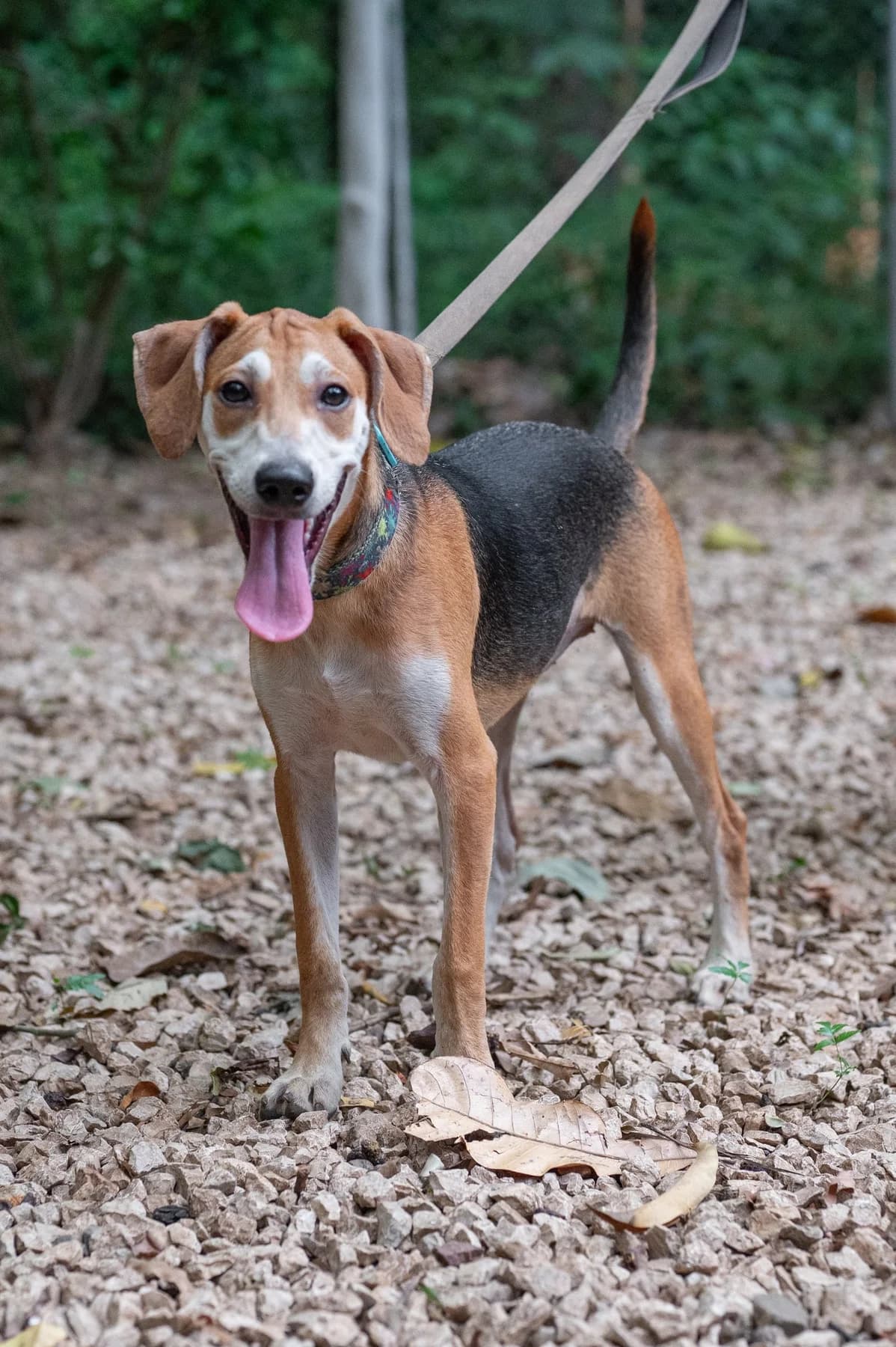 Jose - Huacas, a dog at Halfway Home Animal Shelter