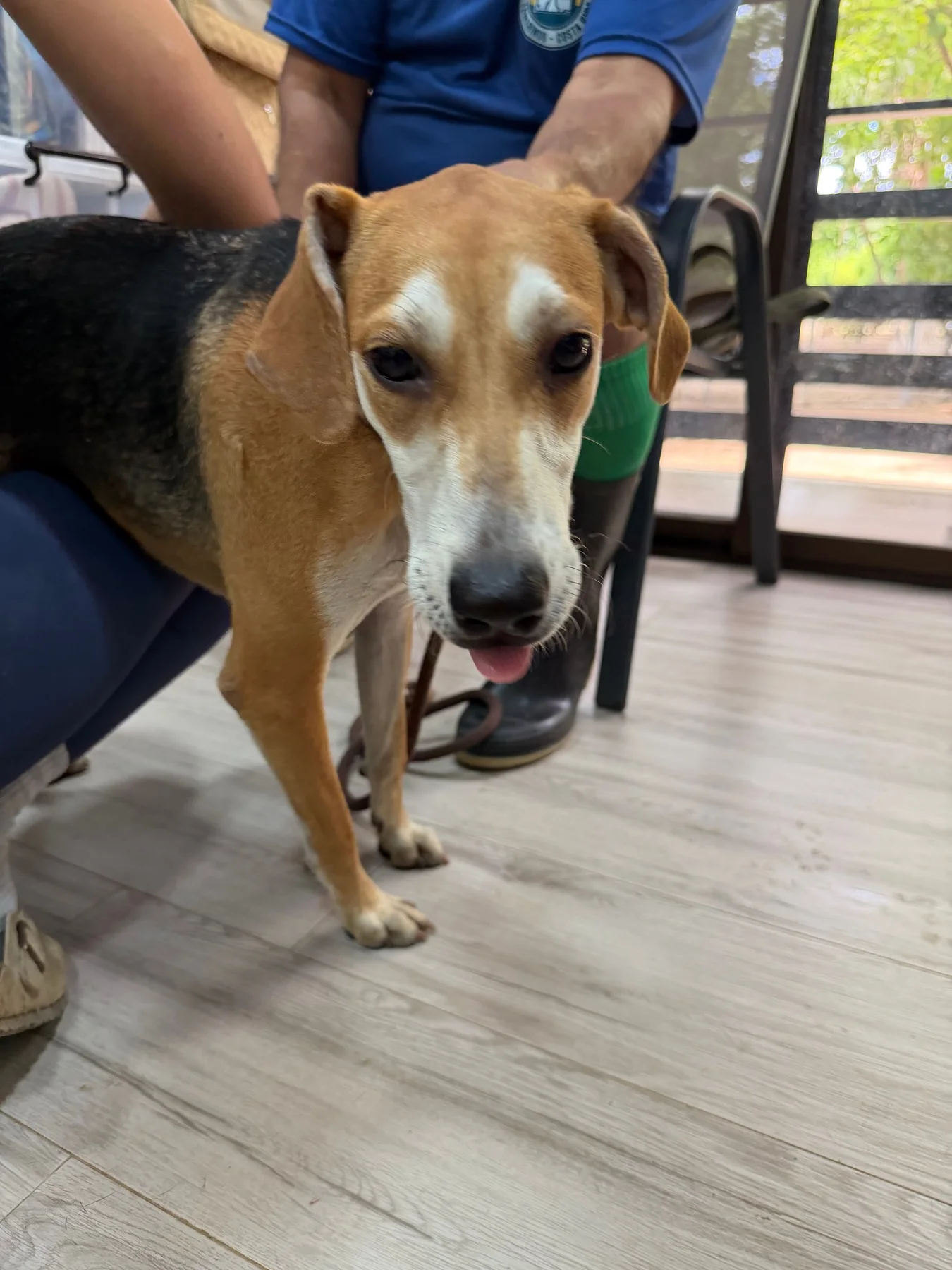 Jose - Huacas, a dog at Halfway Home Animal Shelter