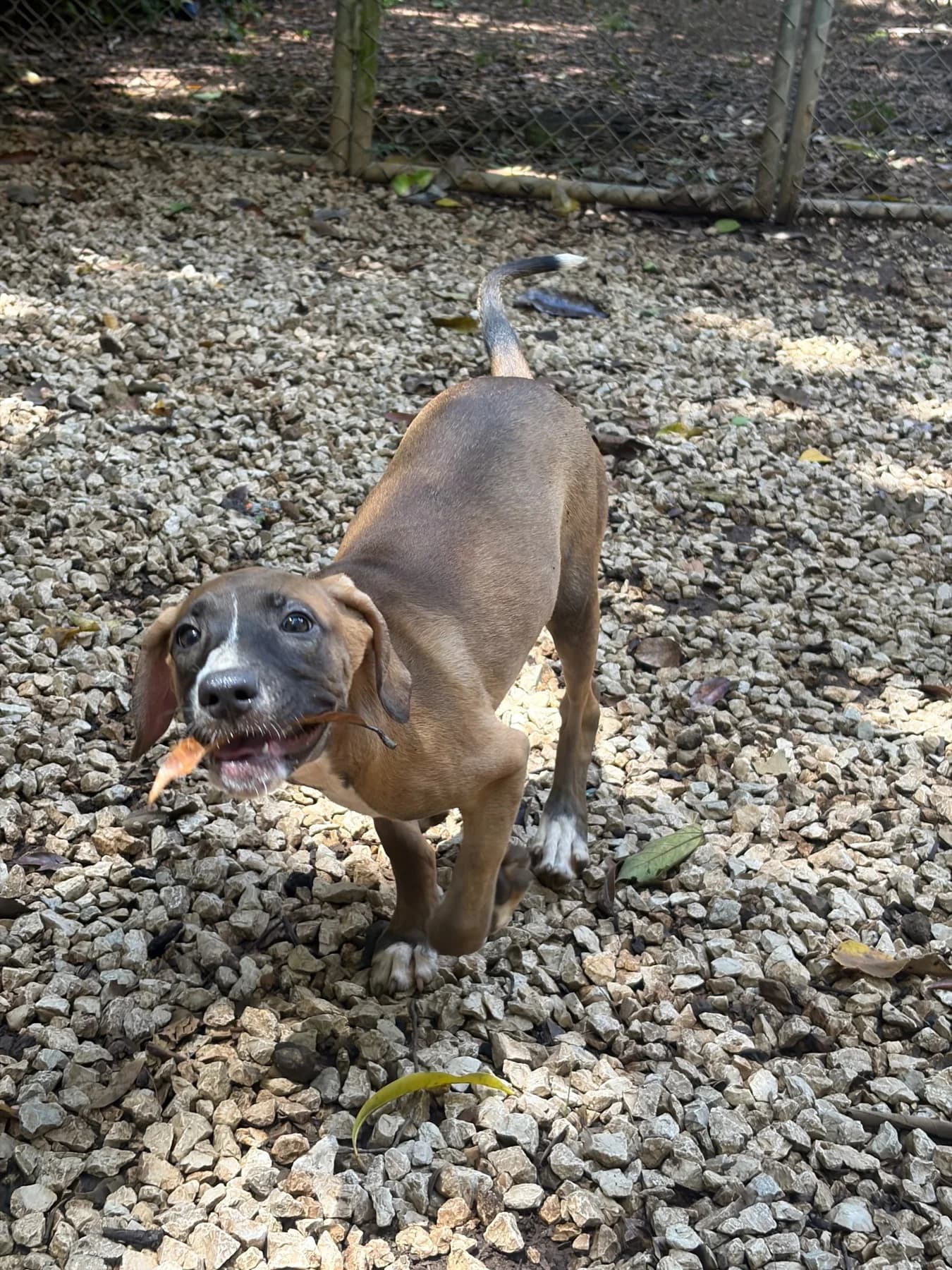 Avenger - Natasha, a dog at Halfway Home Animal Shelter
