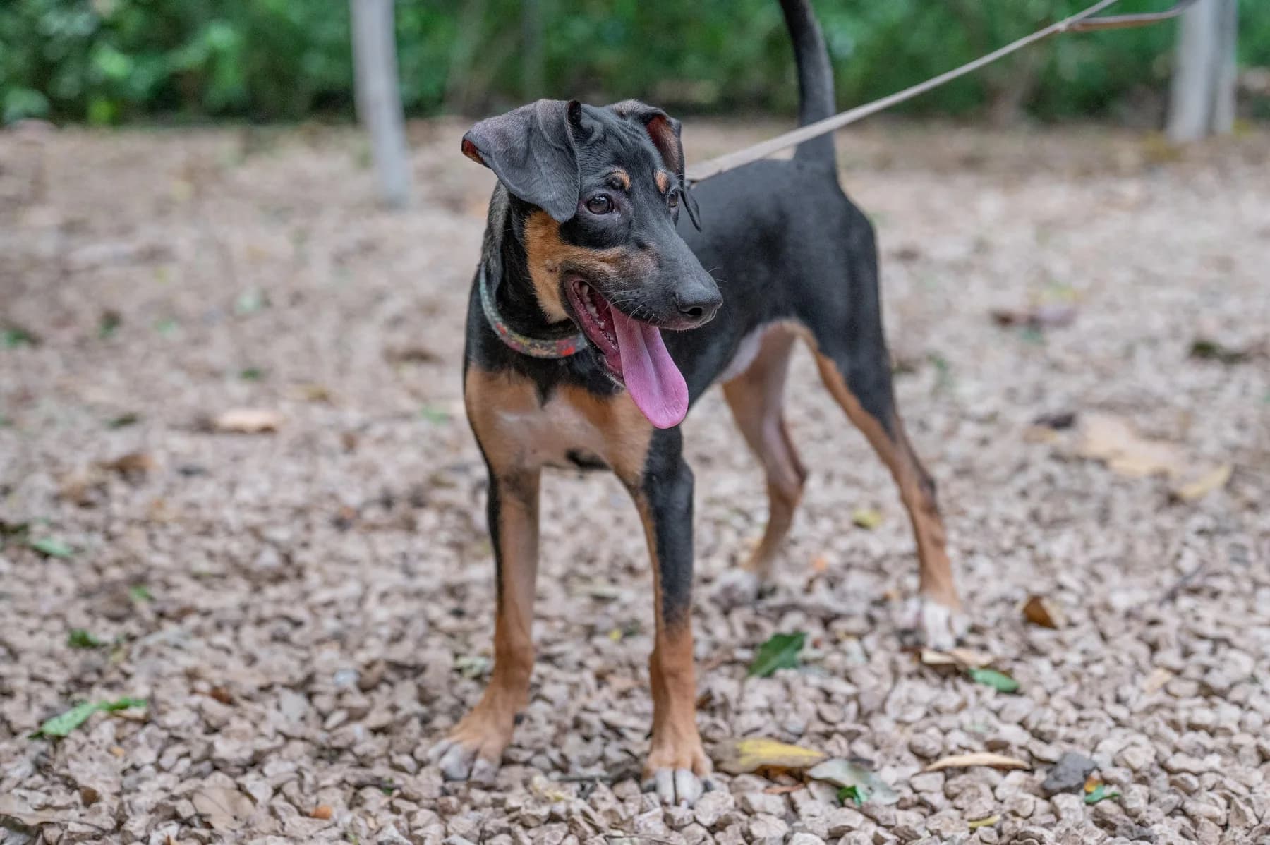 Musi, a dog at Halfway Home Animal Shelter