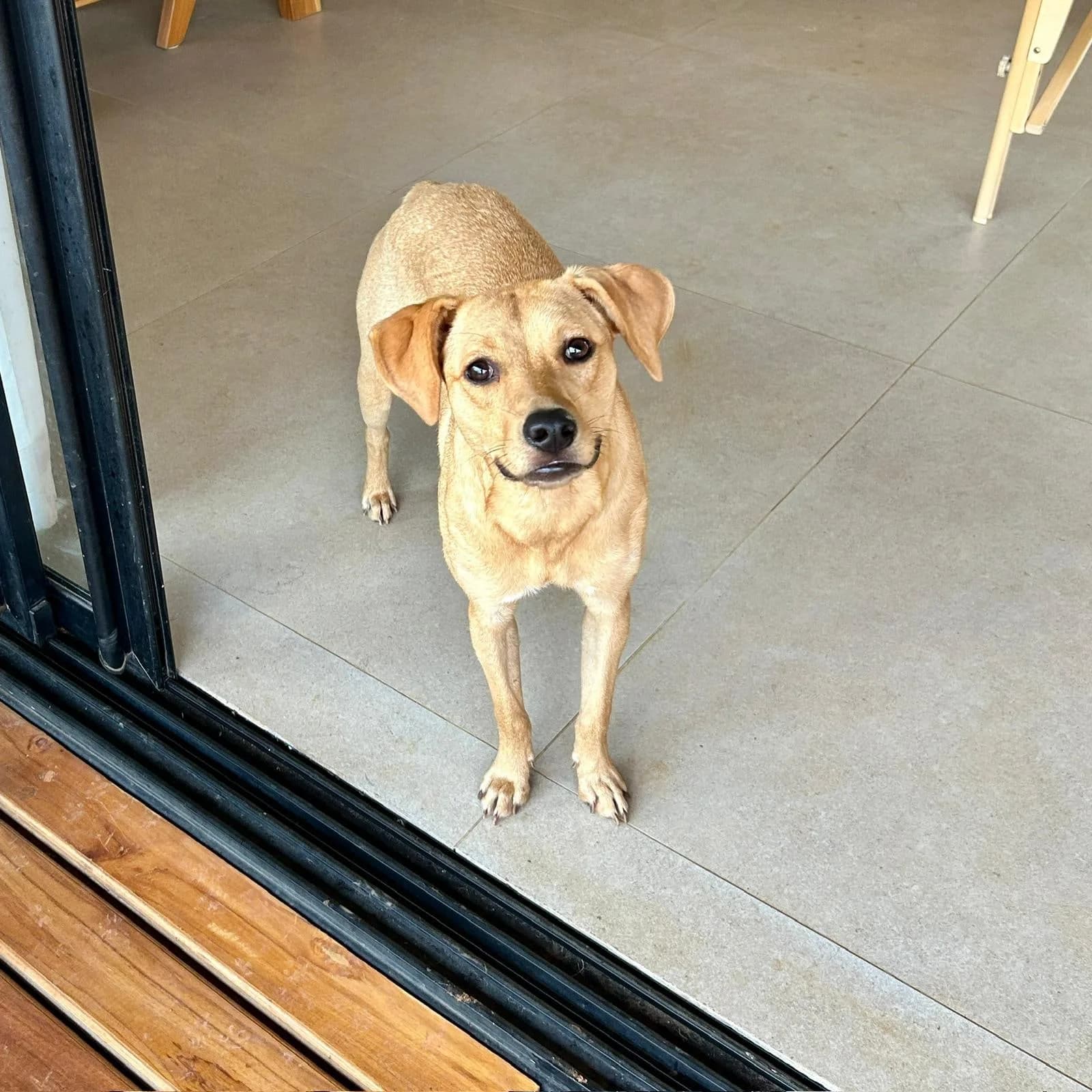Remy, a dog at Halfway Home Animal Shelter