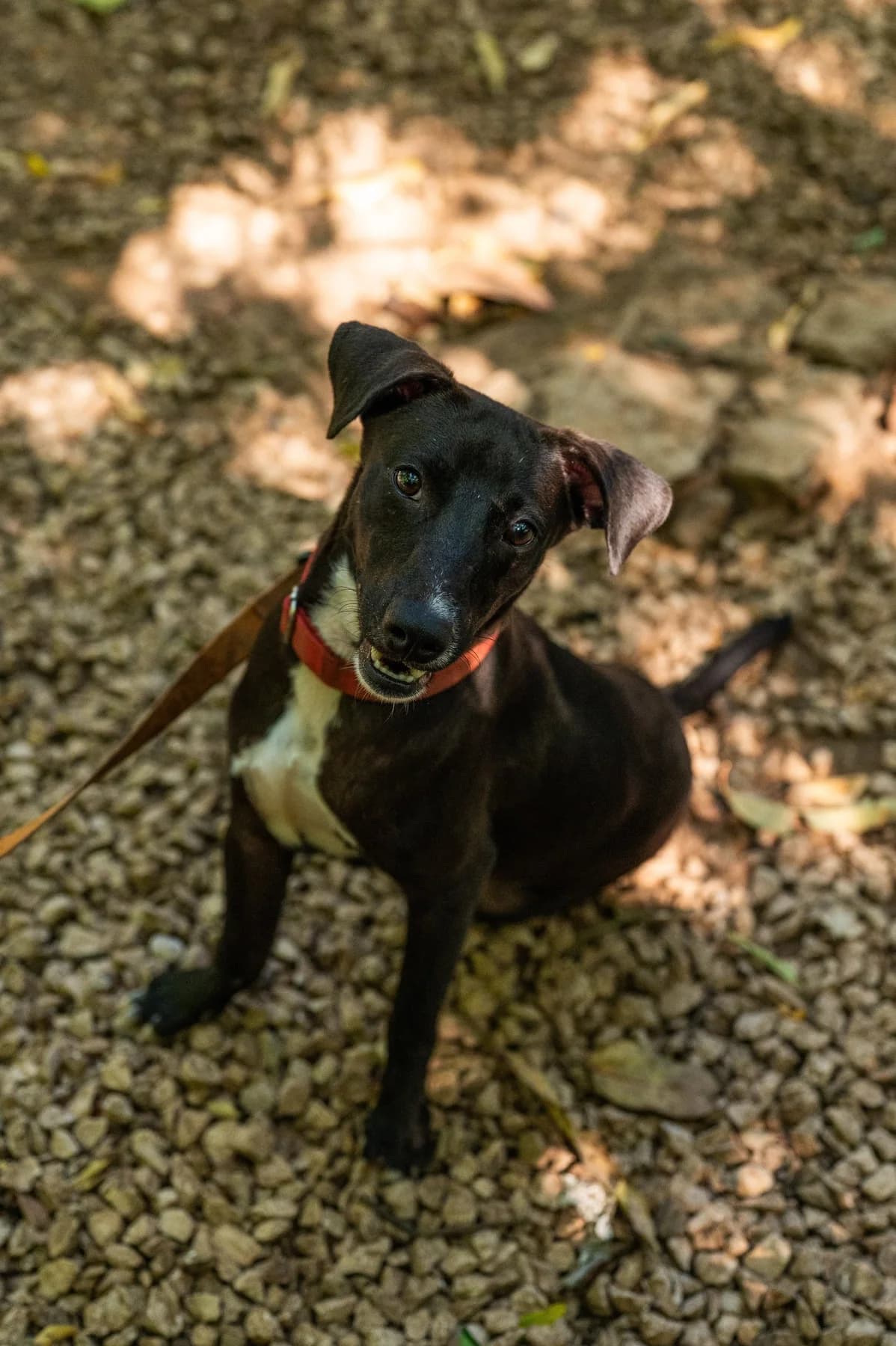 Mickie, a dog at Halfway Home Animal Shelter