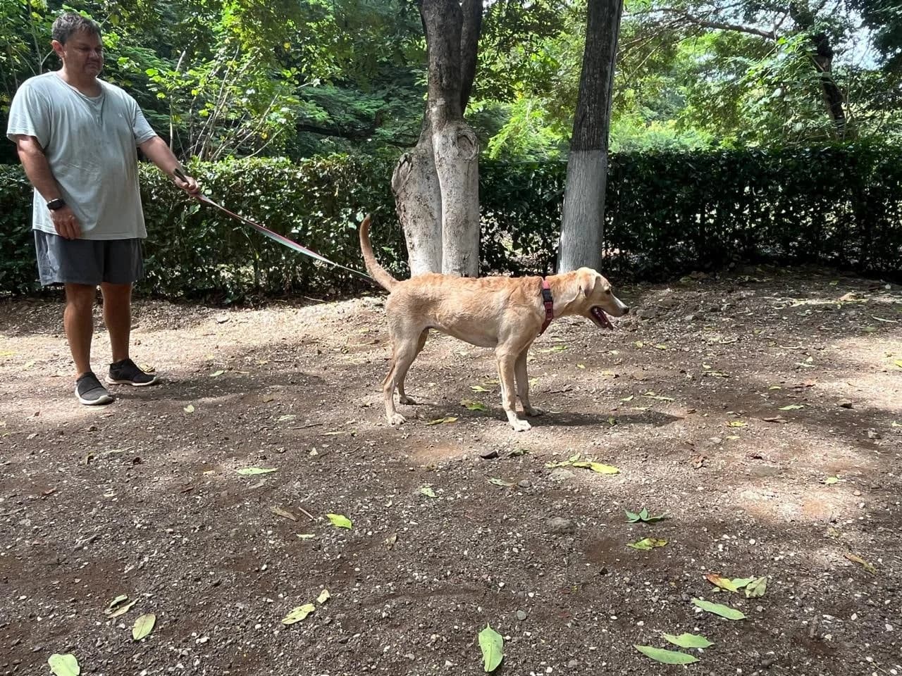 Grady, a dog at Halfway Home Animal Shelter