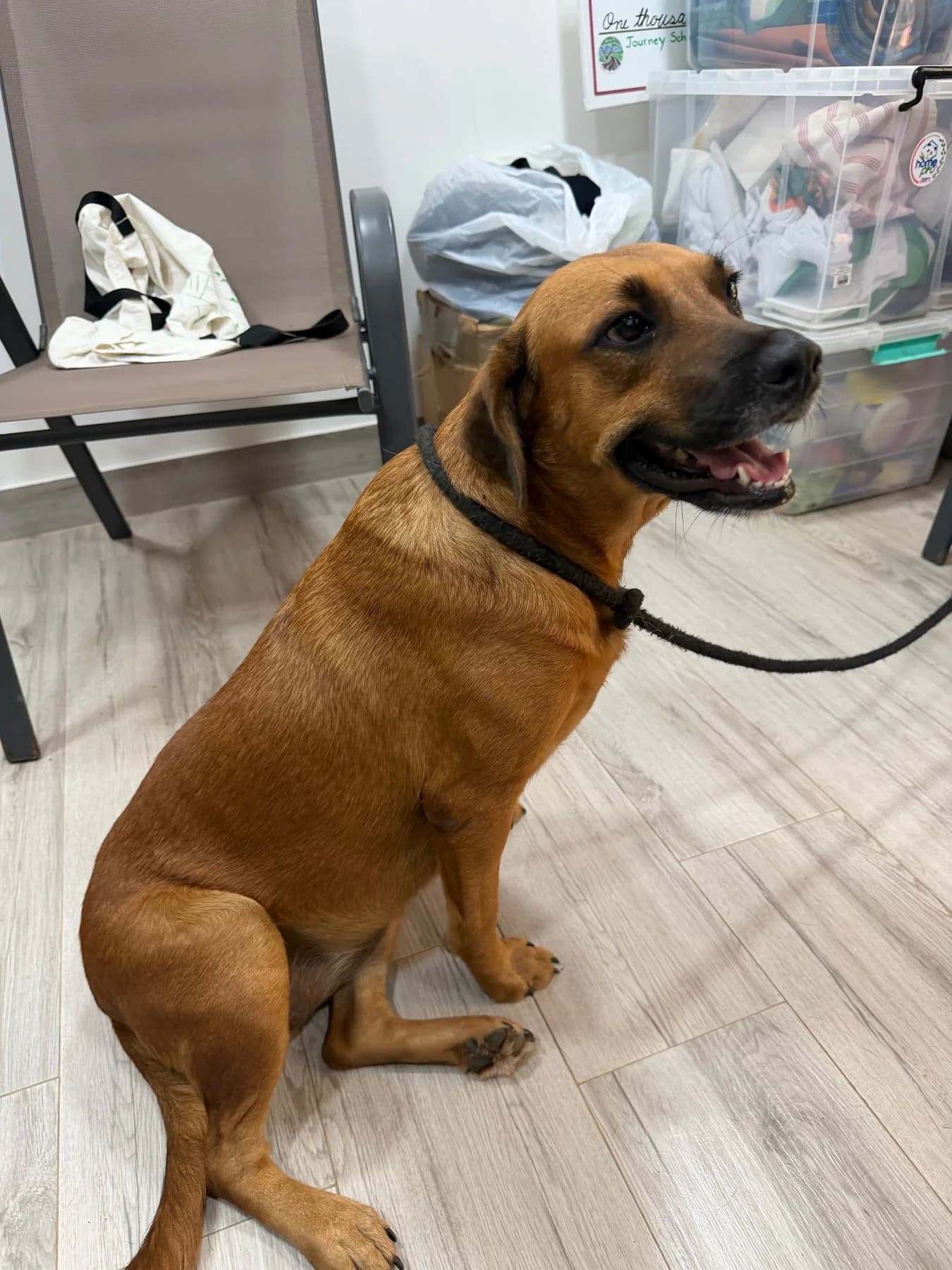 Linda, a dog at Halfway Home Animal Shelter