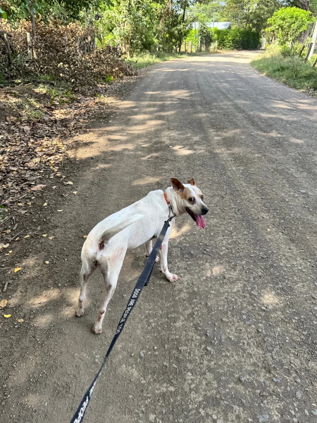 Reina, a dog at Halfway Home Animal Shelter