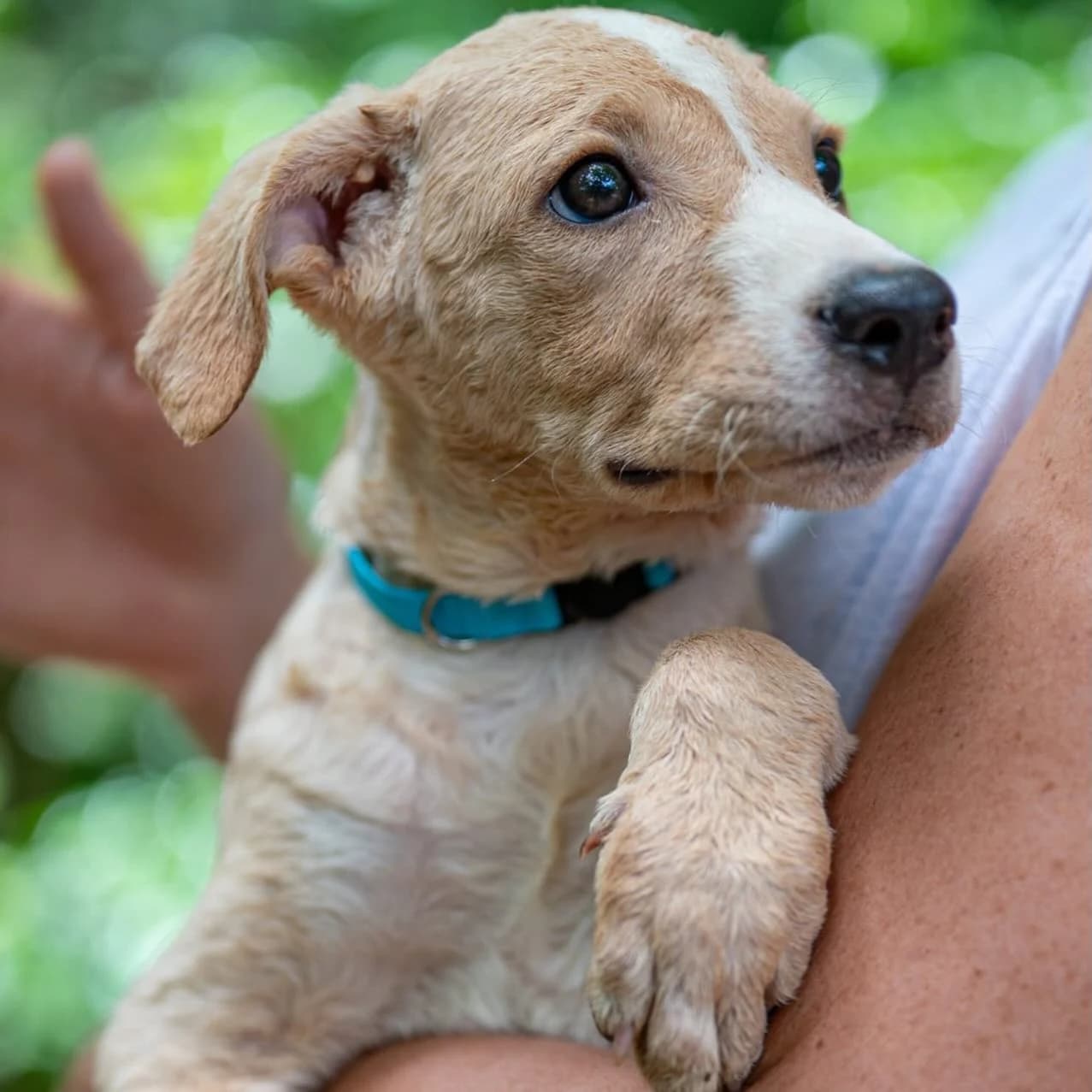 Rescue puppy with a teal collar