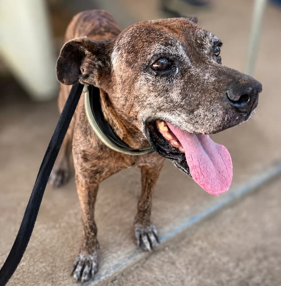 A happy senior rescue dog